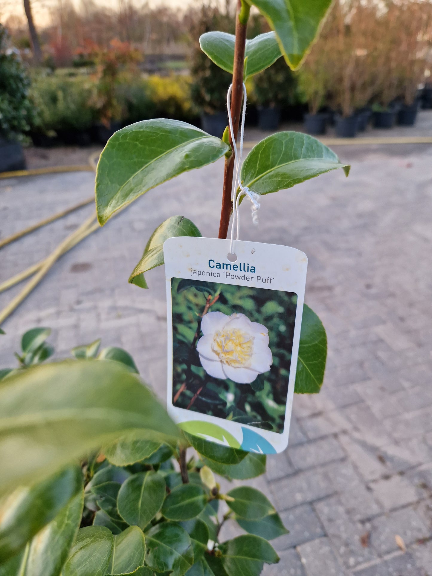Camellia japonica Powder Puff 80cm Wit