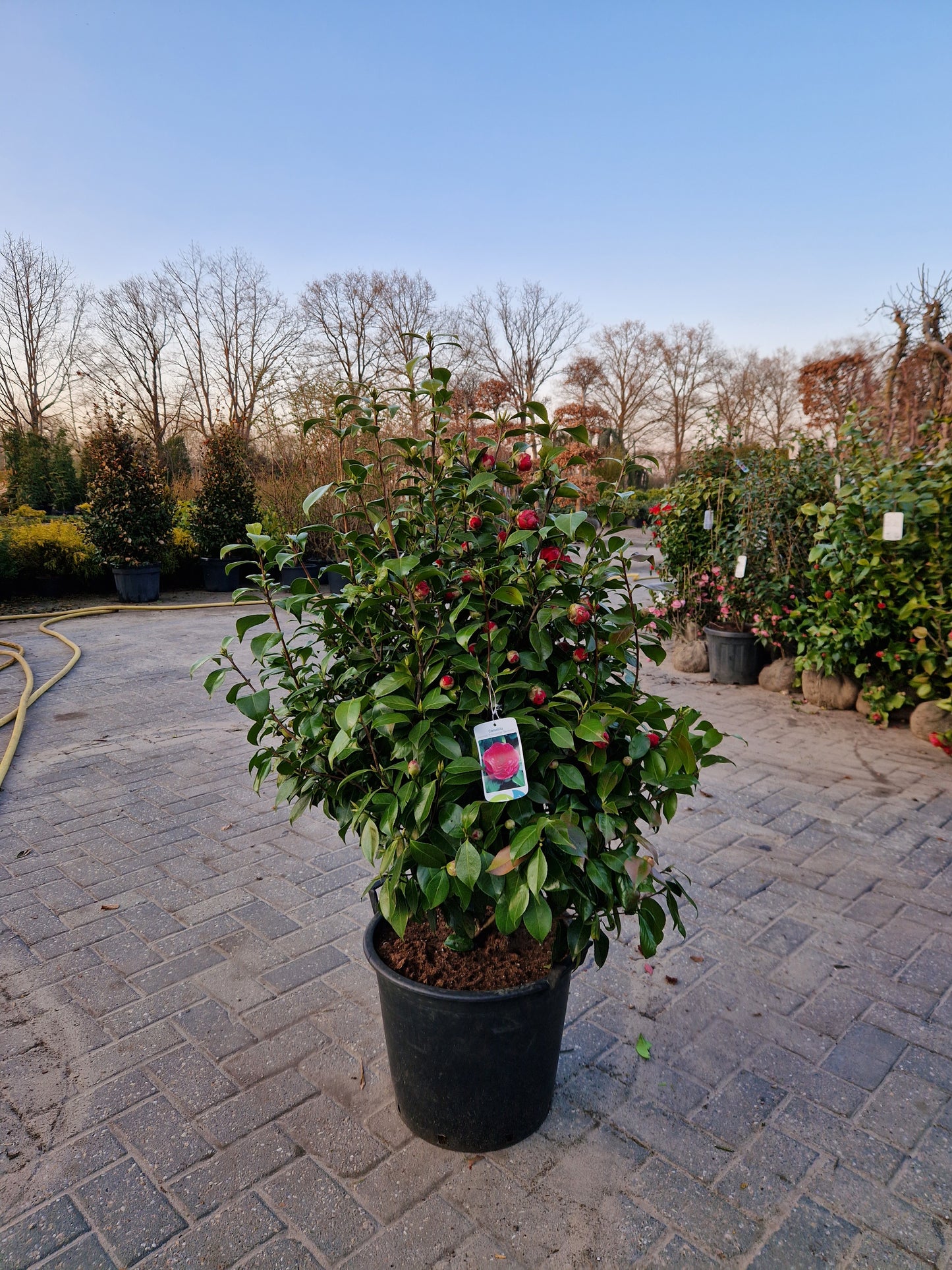Camellia japonica Principessa Baciocchi 80-100cm