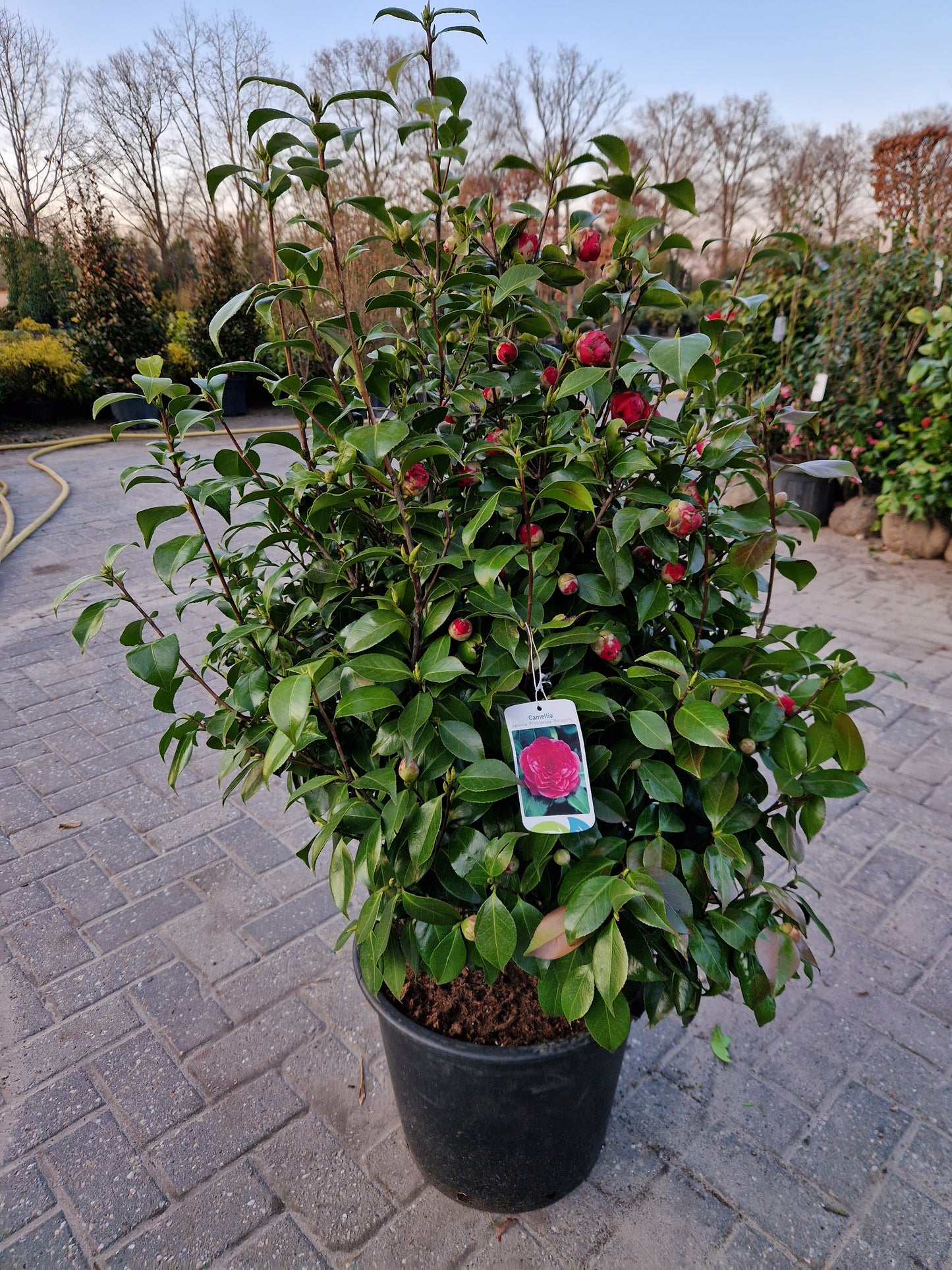 Camellia japonica Principessa Baciocchi 80-100cm