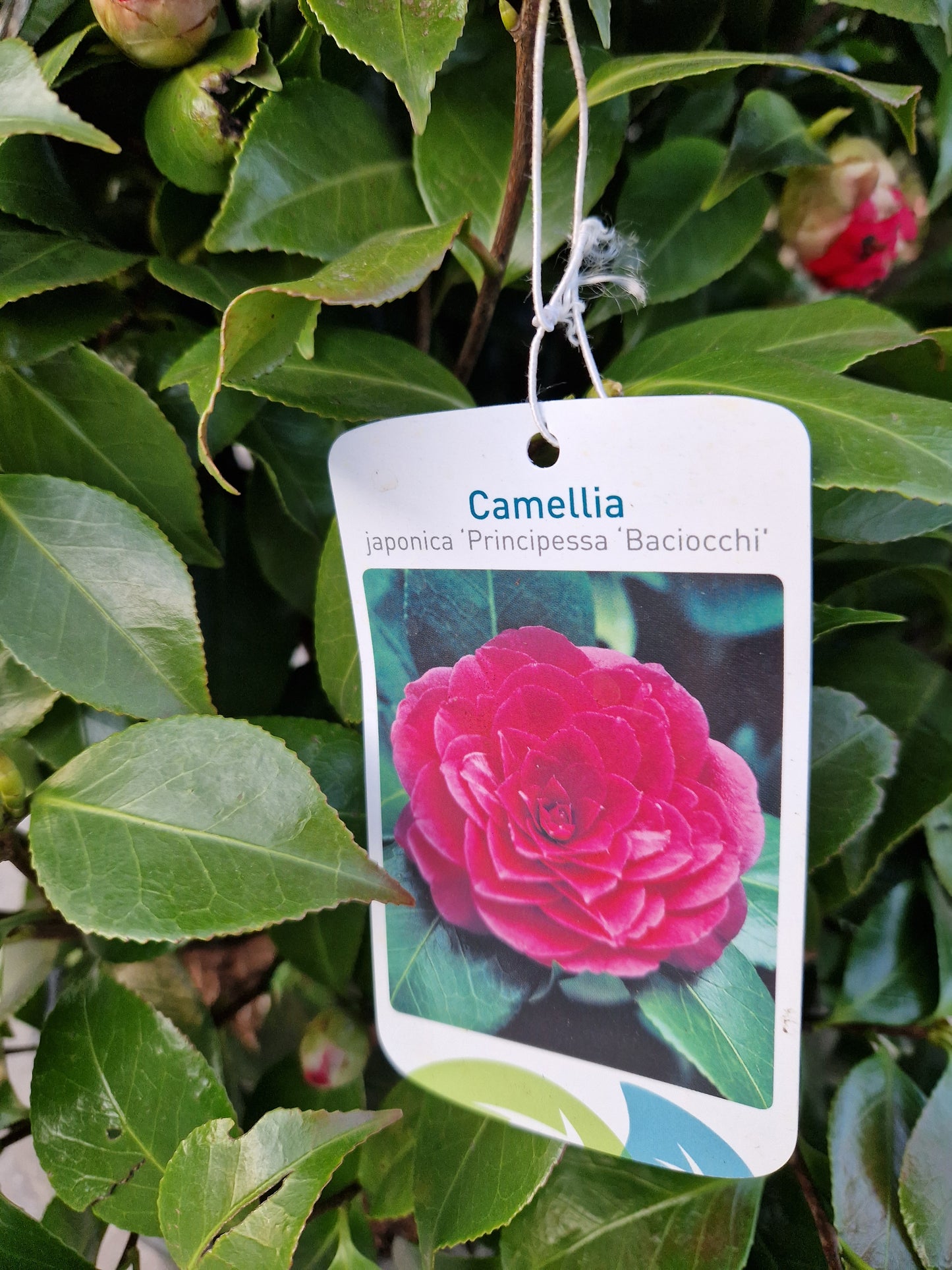 Camellia japonica Principessa Baciocchi 80-100cm