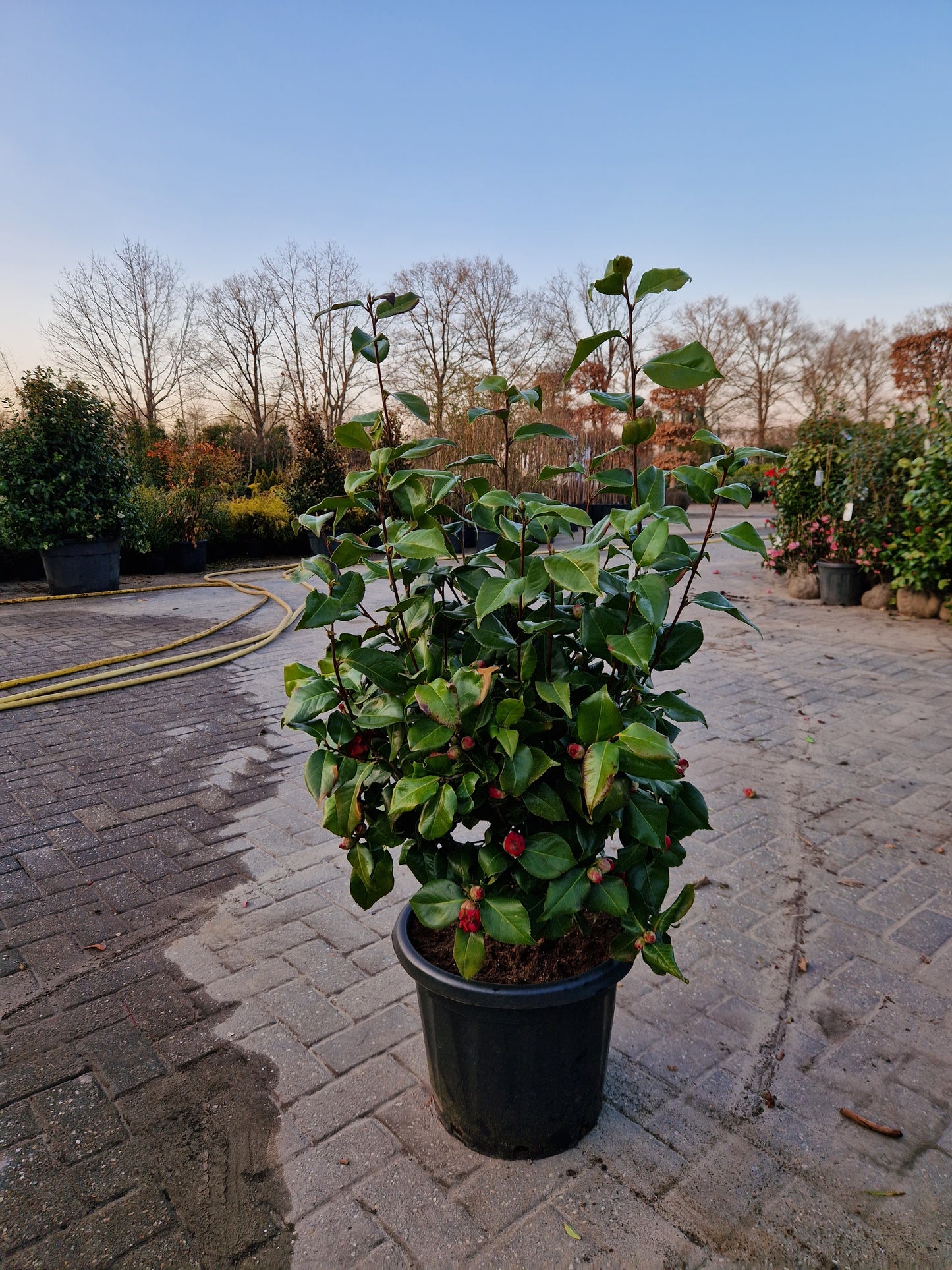 Camellia japonica Dr King rood 80-100cm