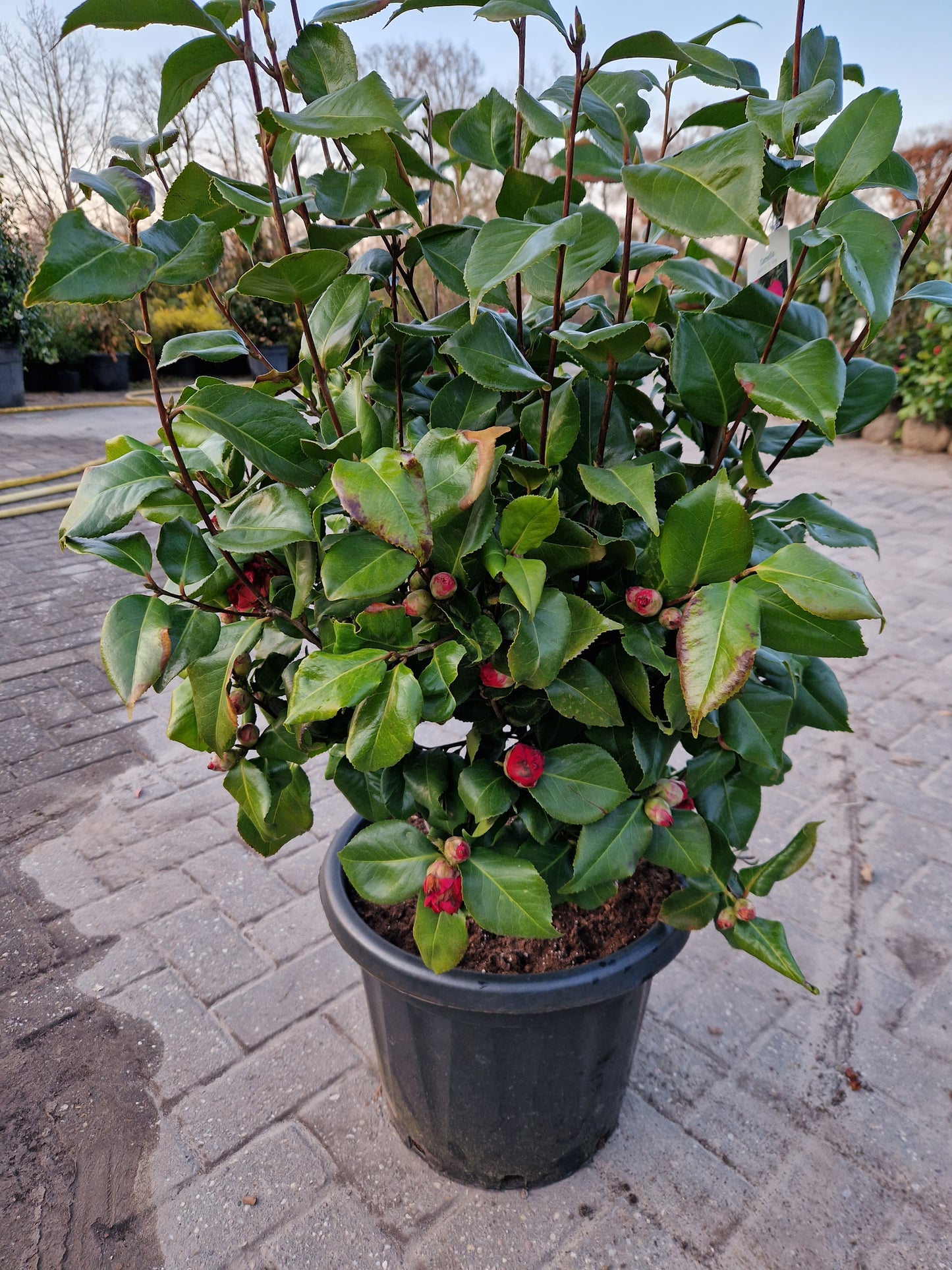 Camellia japonica Dr King rood 80-100cm