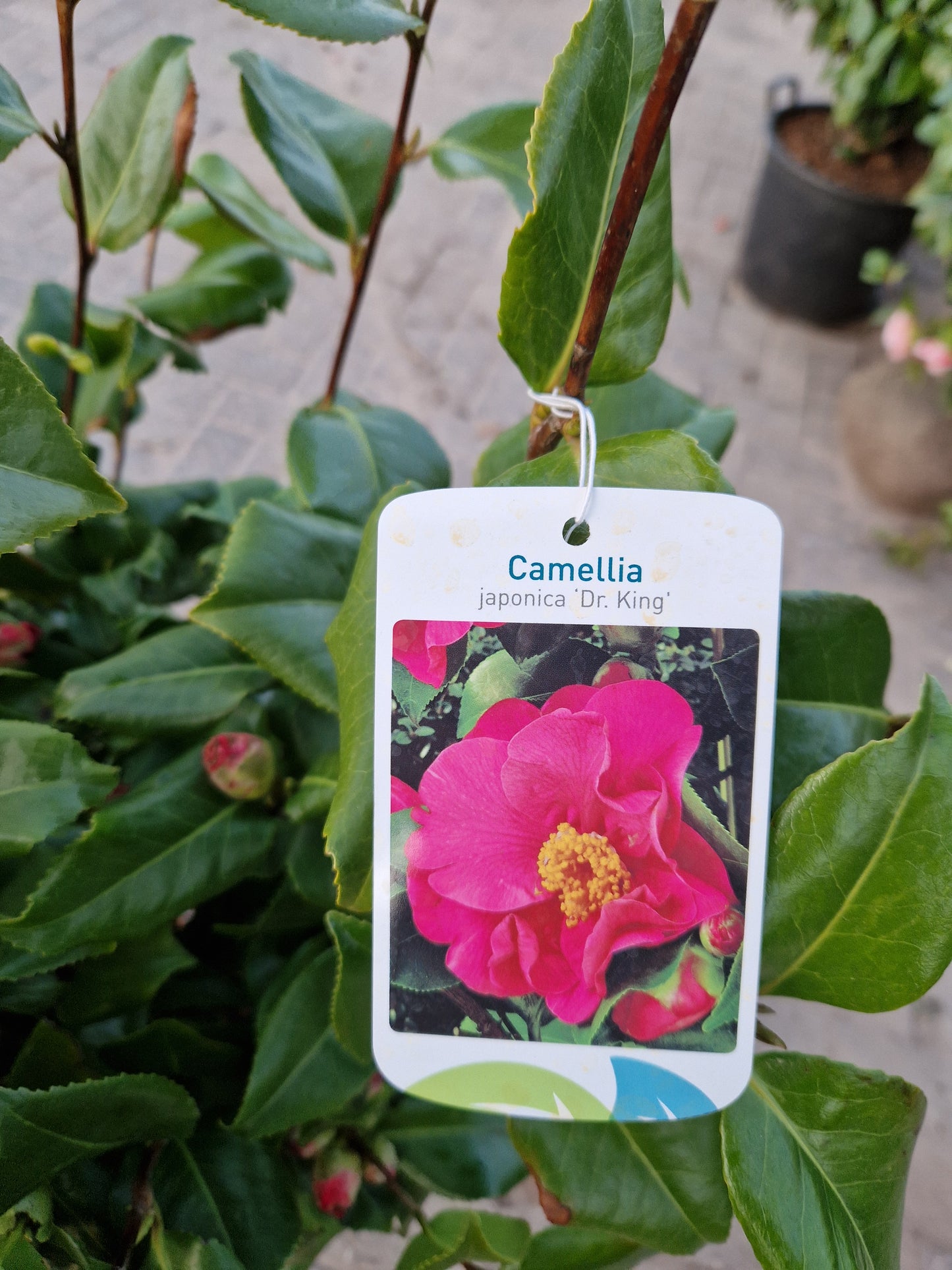 Camellia japonica Dr King rood 80-100cm