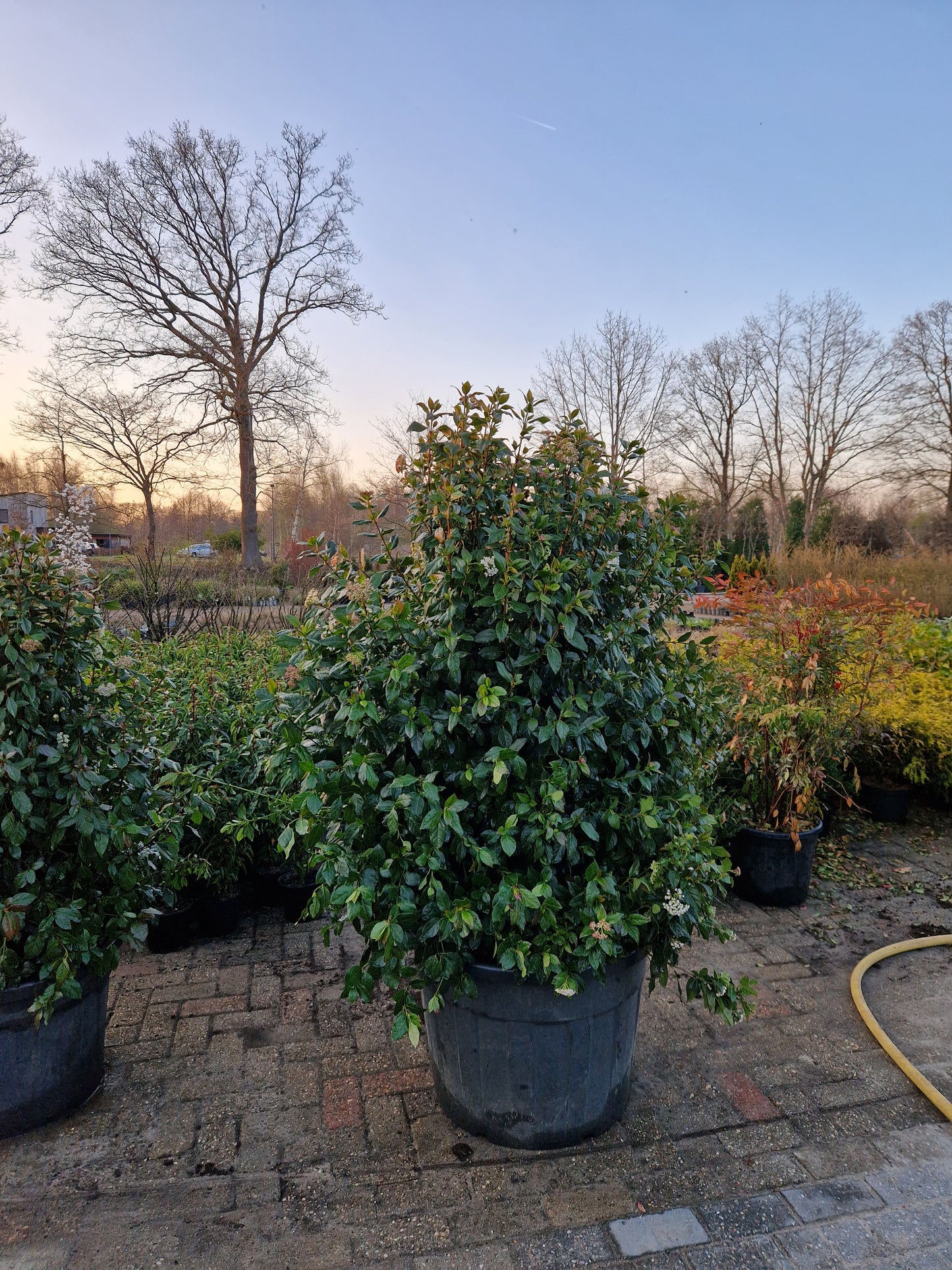 Viburnum tinus sneeuwbal 130-150cm Extra XXL