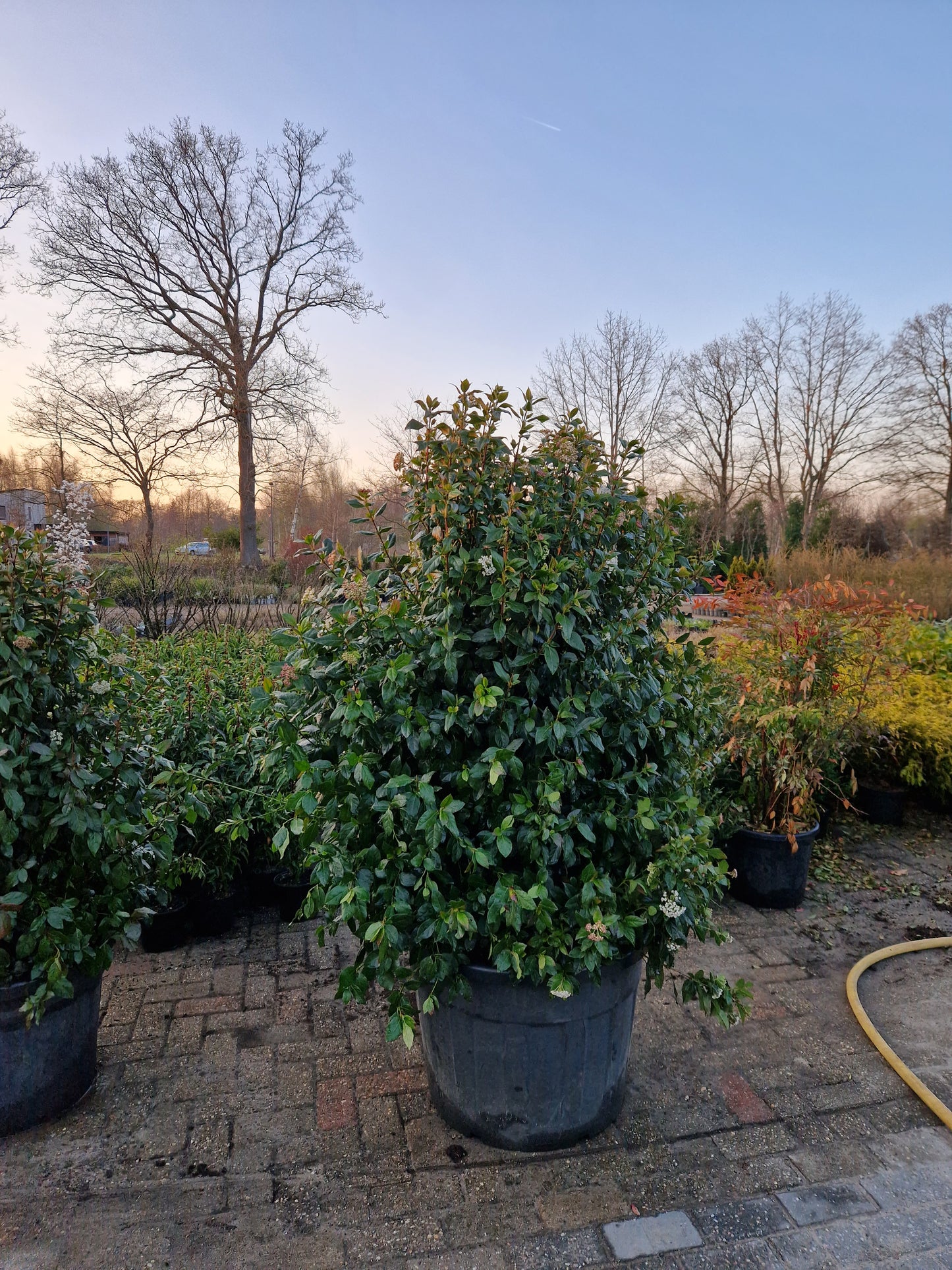 Viburnum tinus sneeuwbal 130-150cm Extra XXL