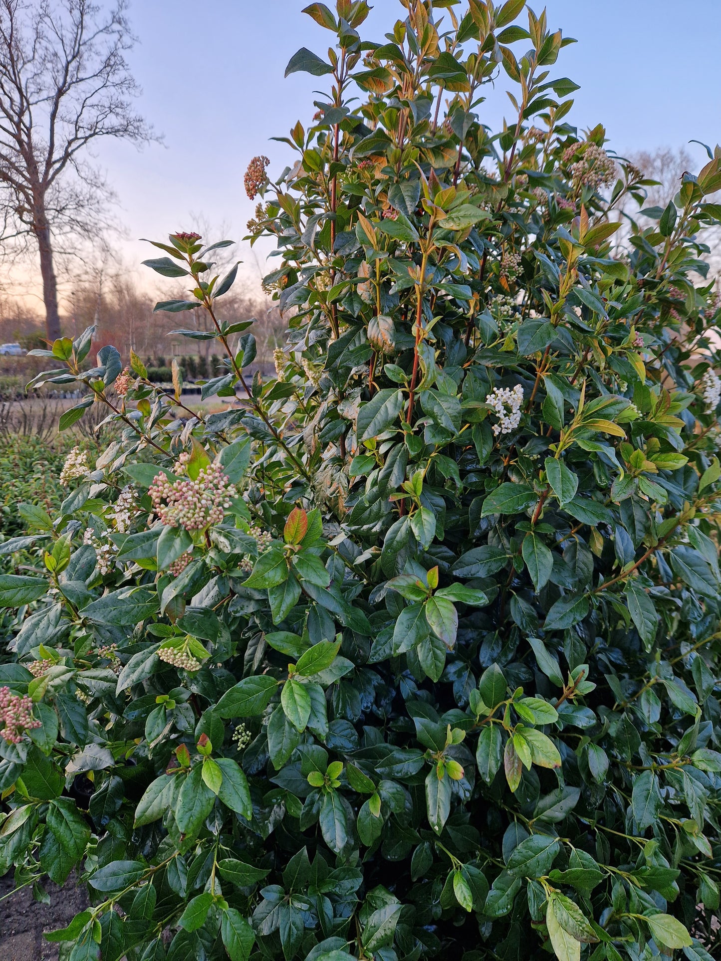 Viburnum tinus sneeuwbal 130-150cm Extra XXL