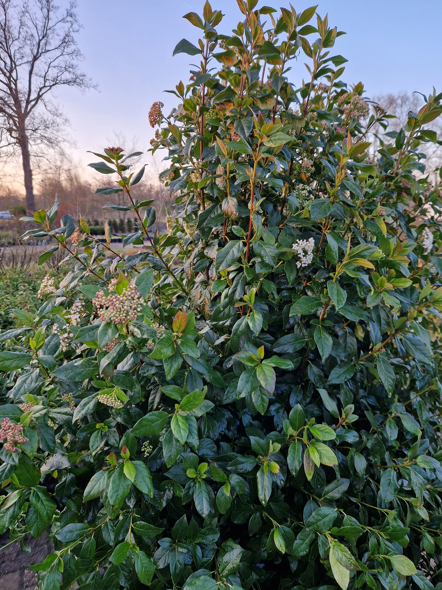 Viburnum tinus sneeuwbal 130-150cm Extra XXL