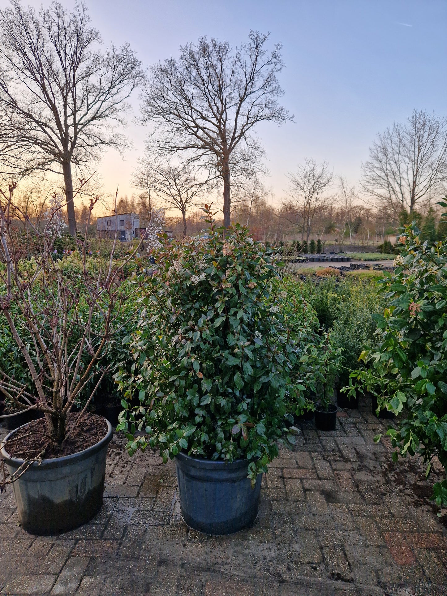 Viburnum tinus sneeuwbal 100-120cm XXL