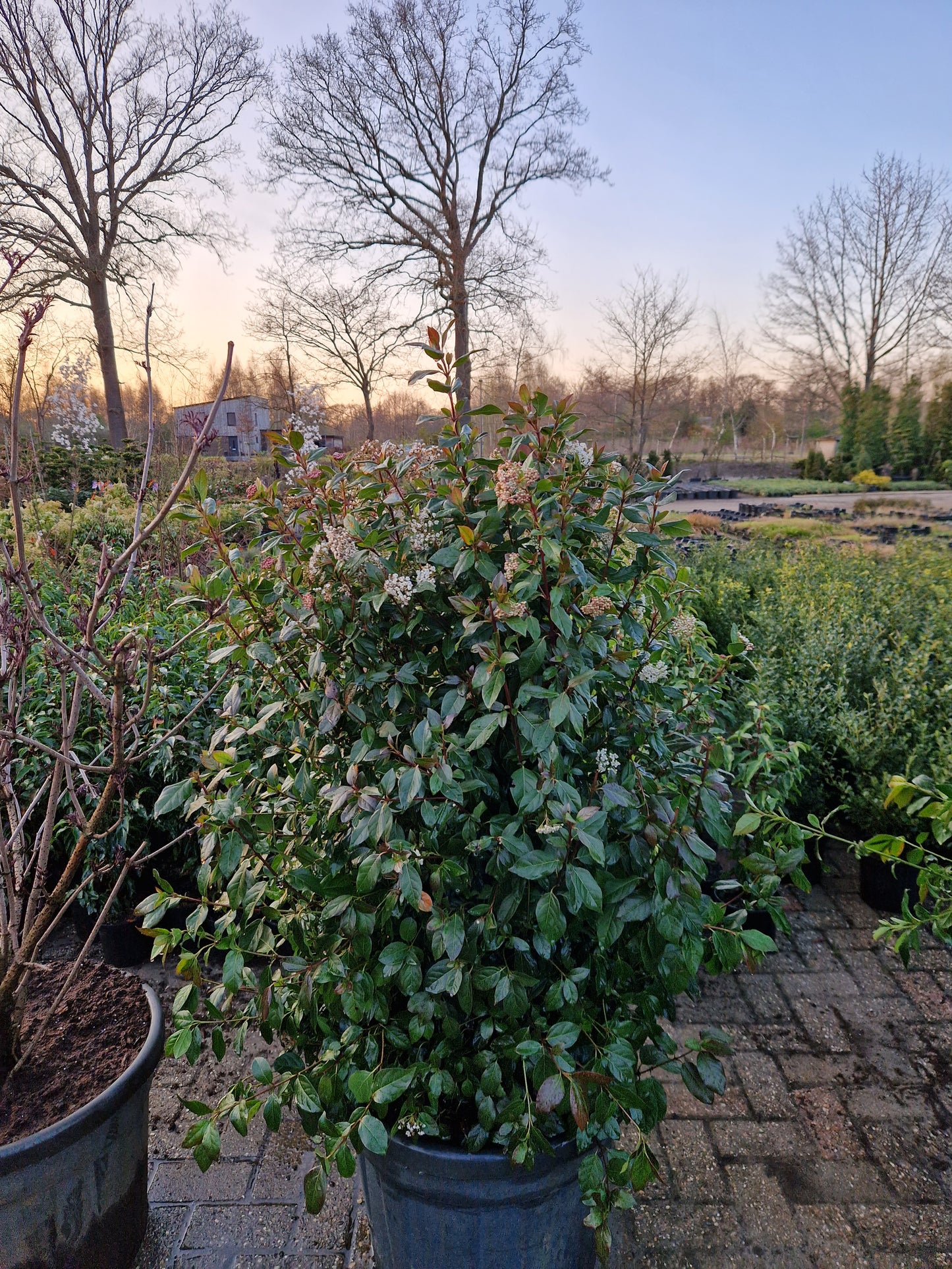 Viburnum tinus sneeuwbal 100-120cm XXL