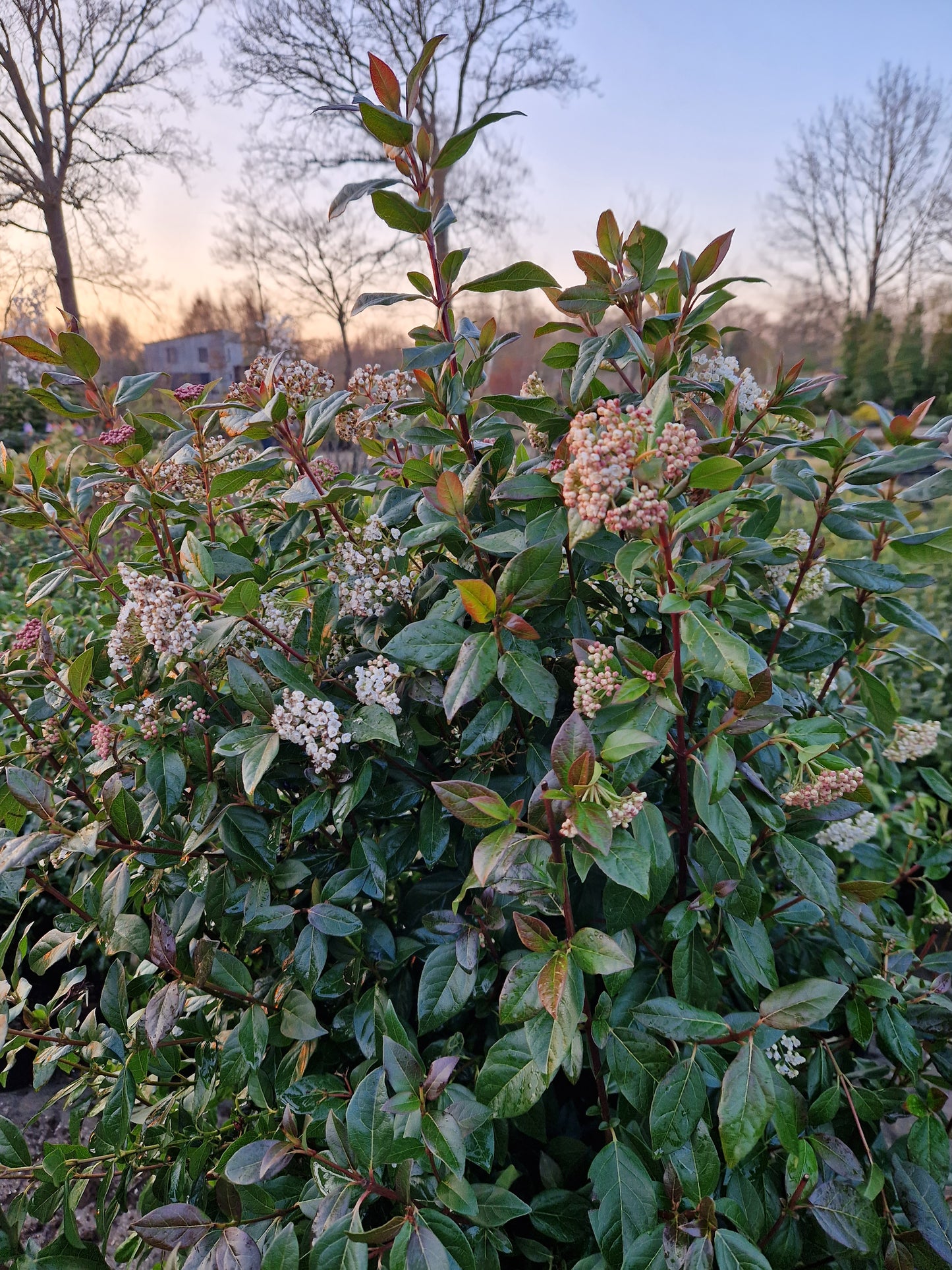 Viburnum tinus sneeuwbal 100-120cm XXL