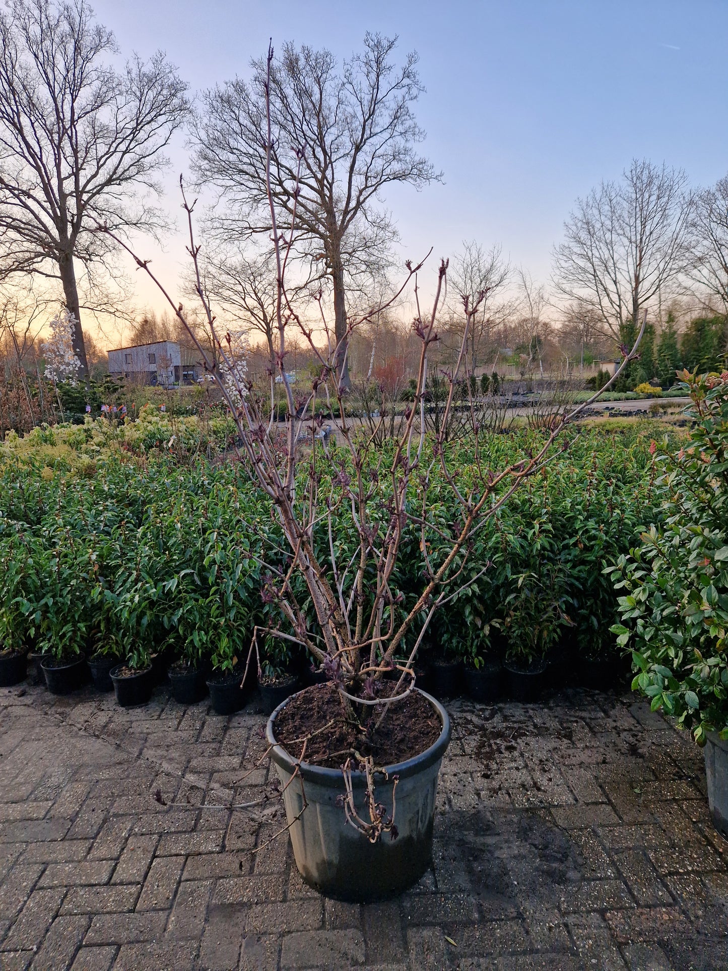 Sambucus Black lace 180-200cm zwarte vlier XXL