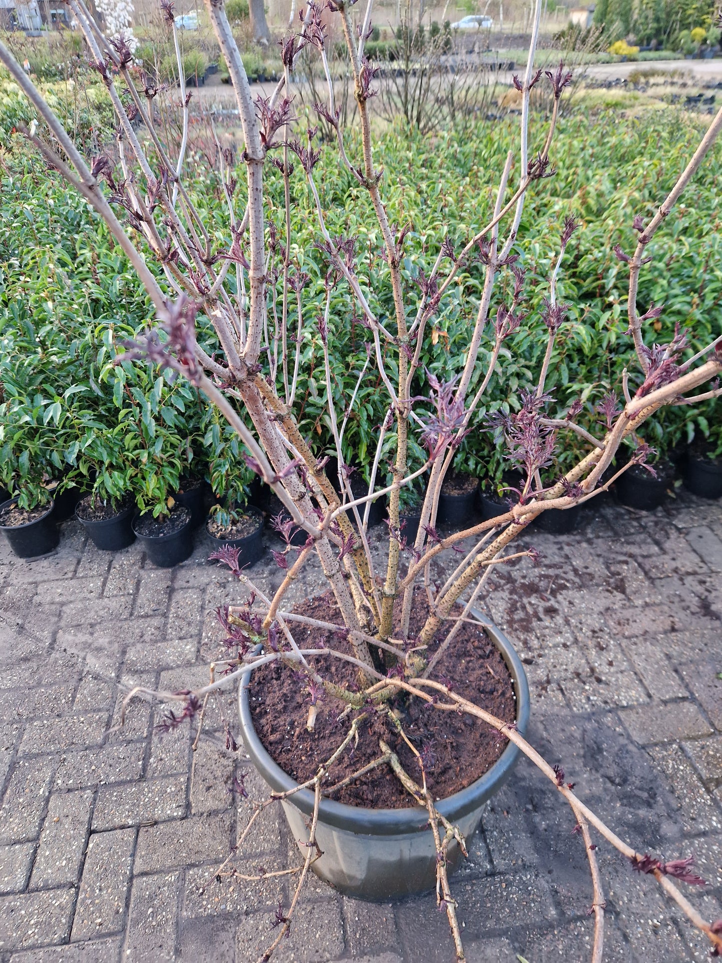 Sambucus Black lace 180-200cm zwarte vlier XXL