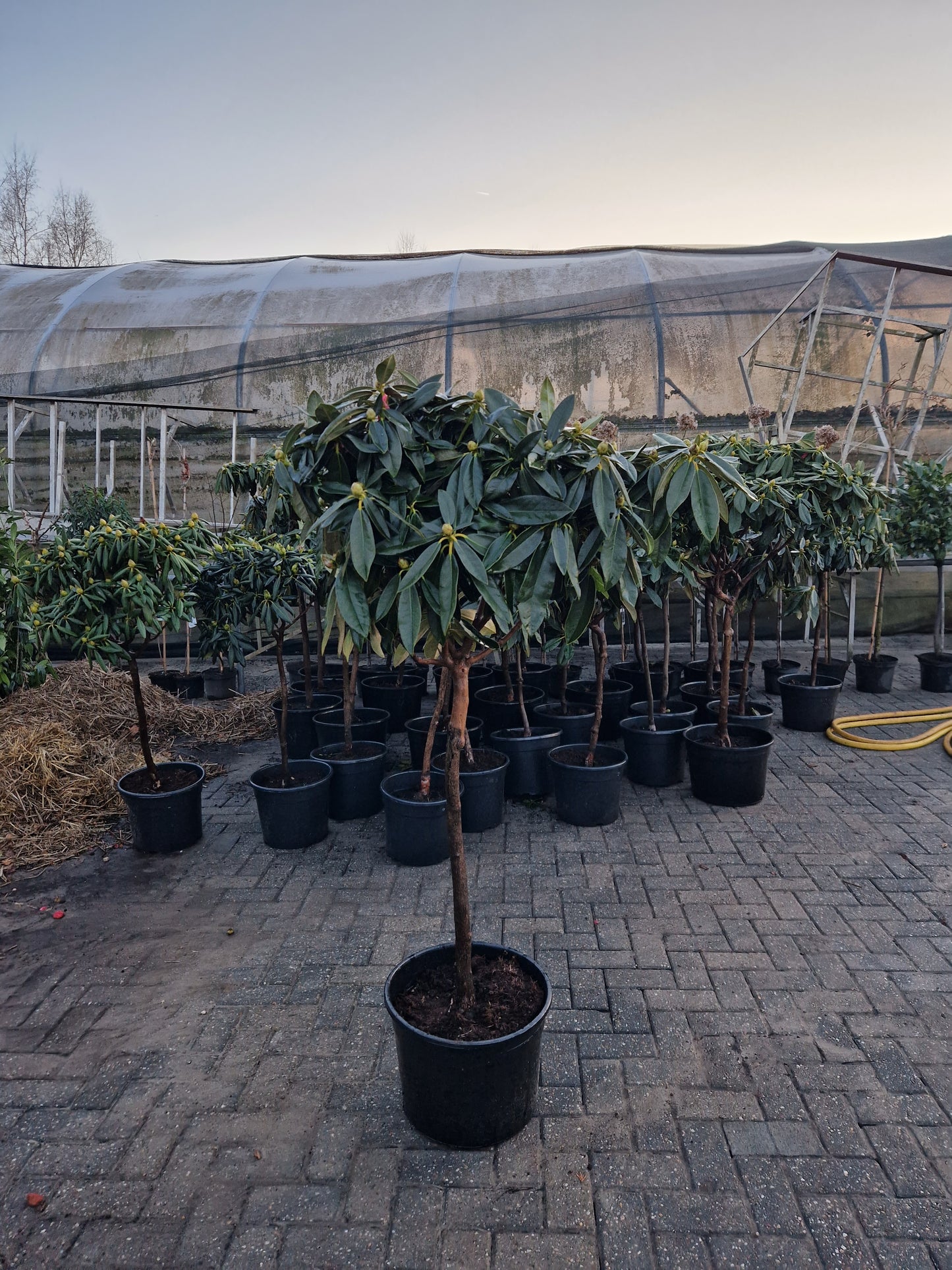 Rhododendron Roze Diktstammig 100cm op stam