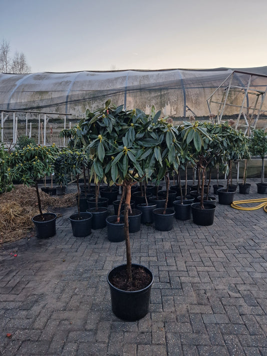 Rhododendron Roze Diktstammig 100cm op stam