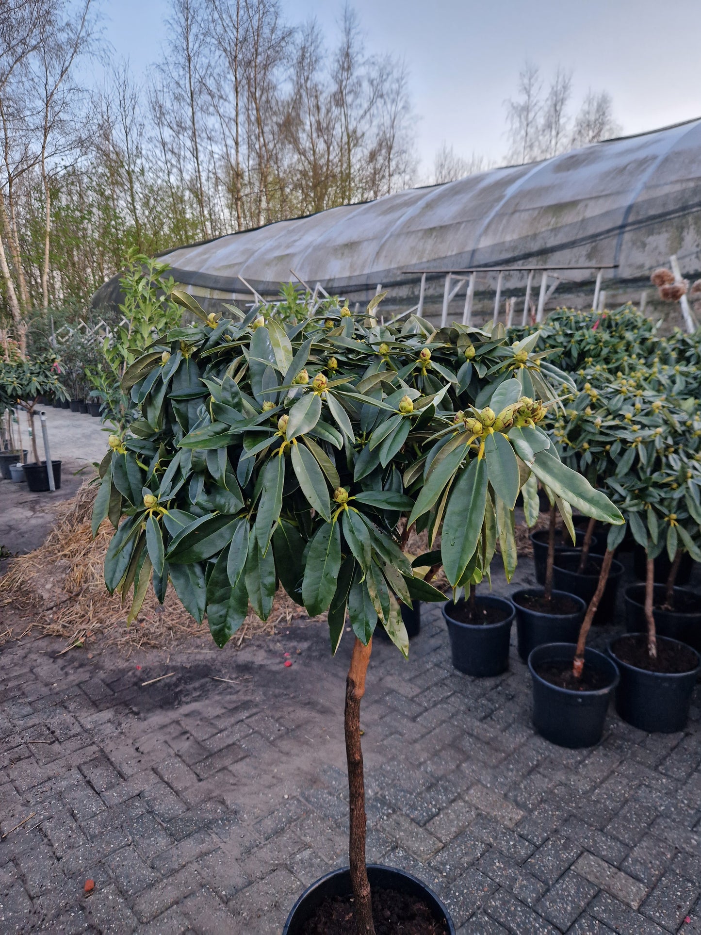 Rhododendron Wit roze Diktstammig 100cm op stam