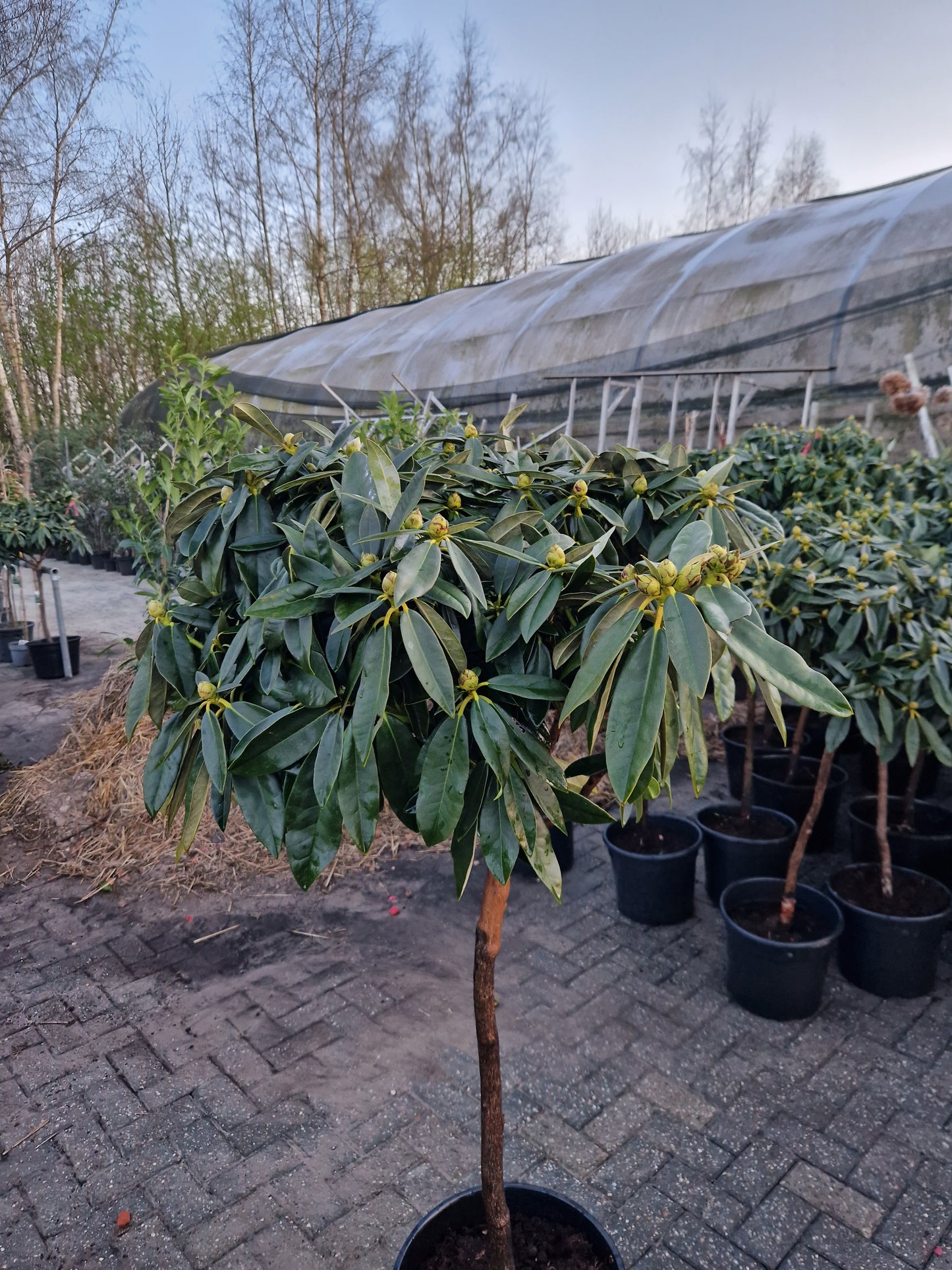 Rhododendron Roze Diktstammig 100cm op stam