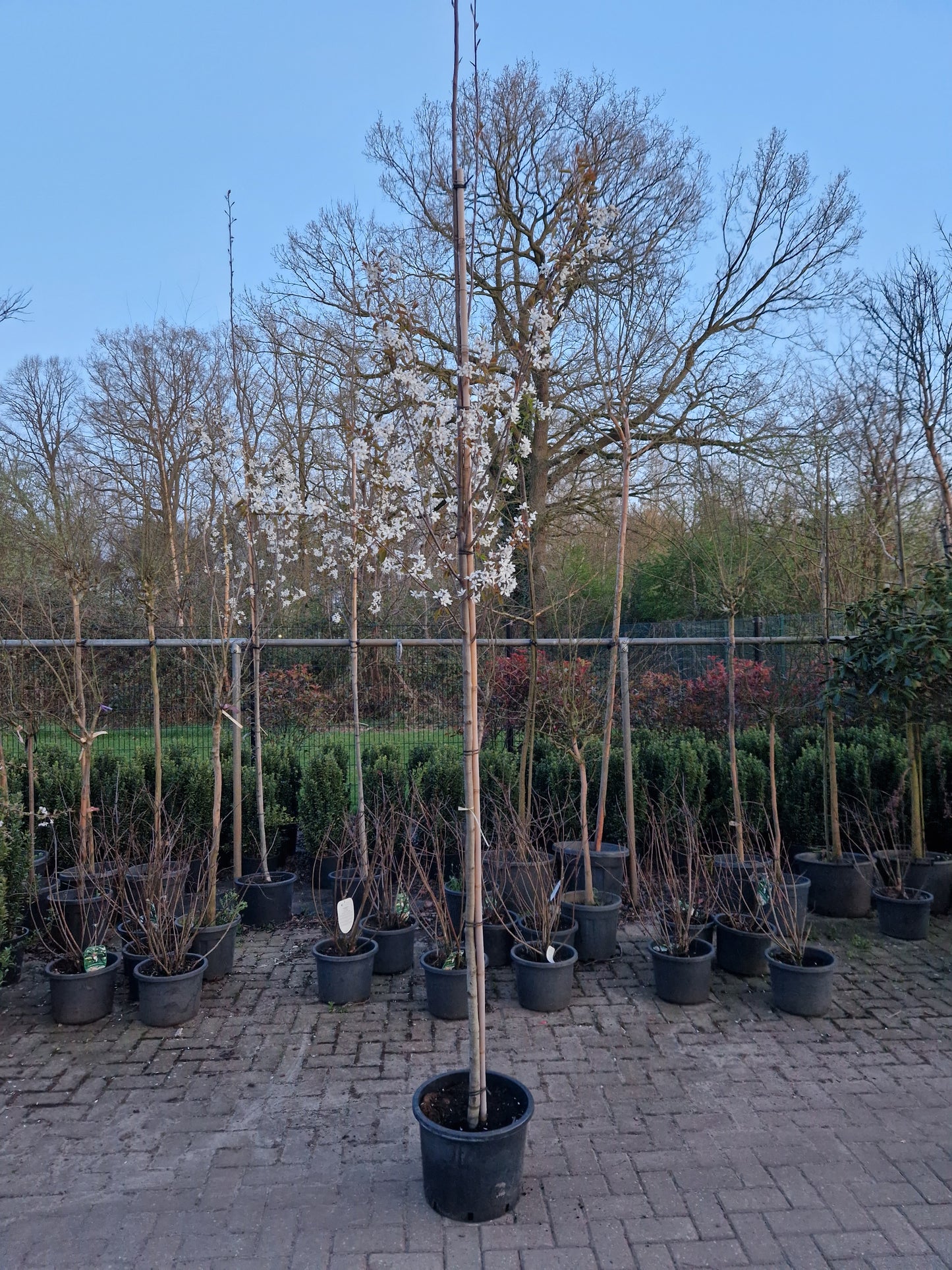 Amenlanchier laevis Snowflakes krentenboom wit