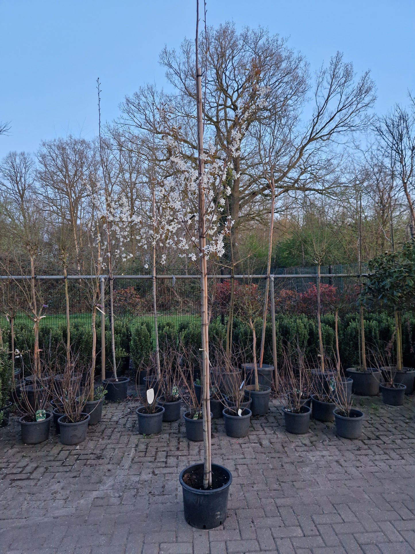 Amenlanchier laevis Snowflakes krentenboom wit