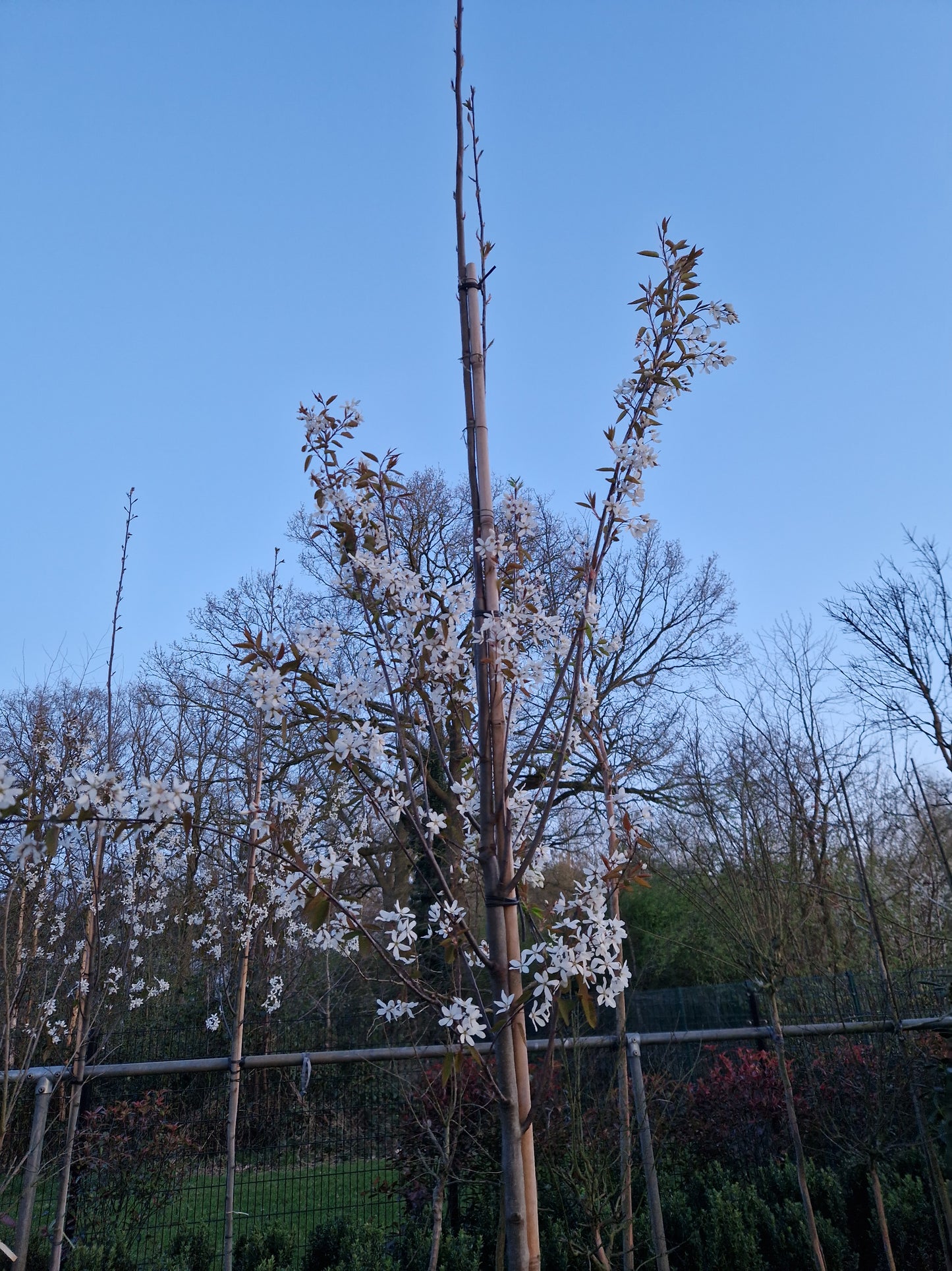 Amenlanchier laevis Snowflakes krentenboom wit