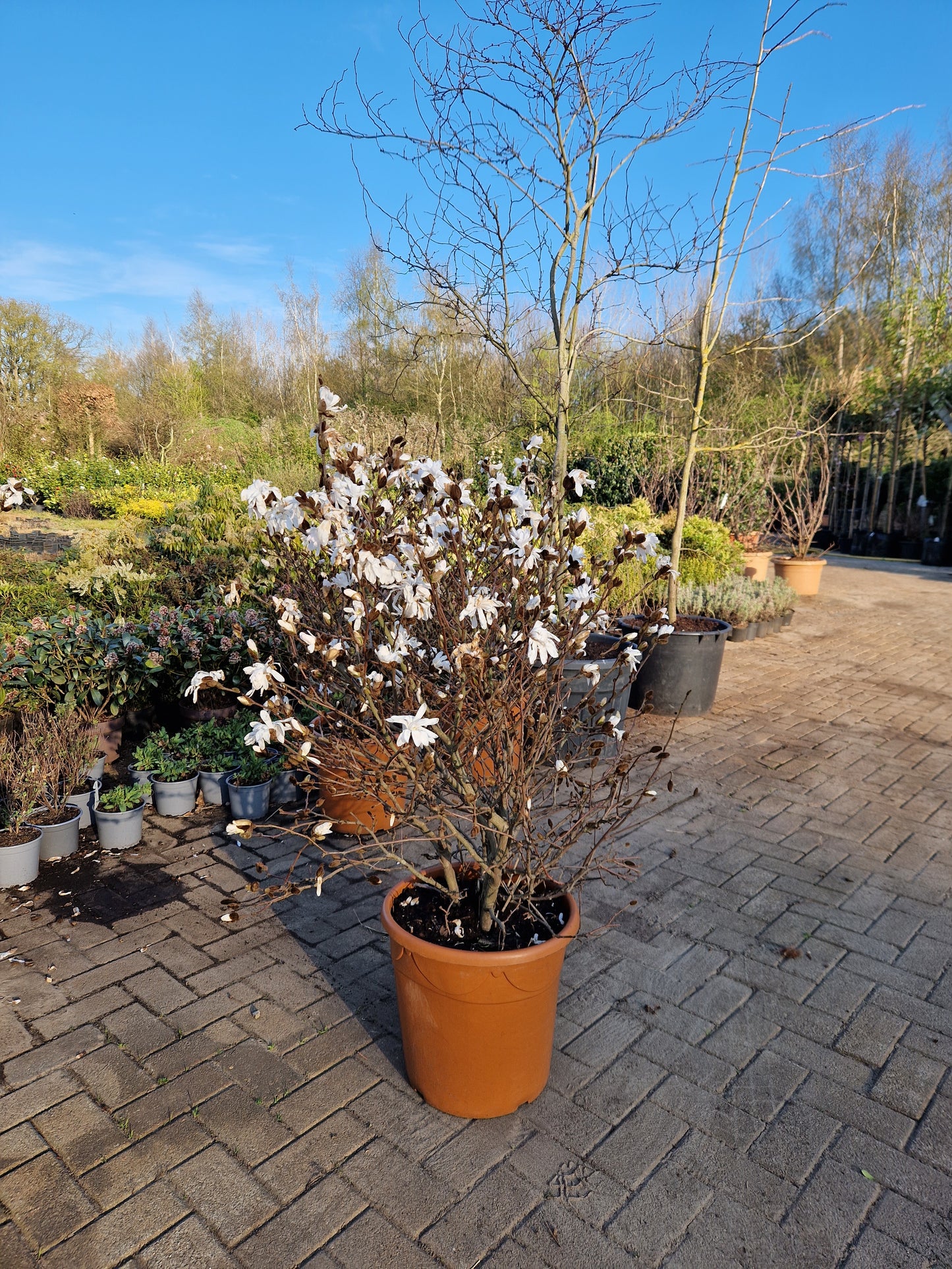 Magnolia stelleta 125cm wit XXL