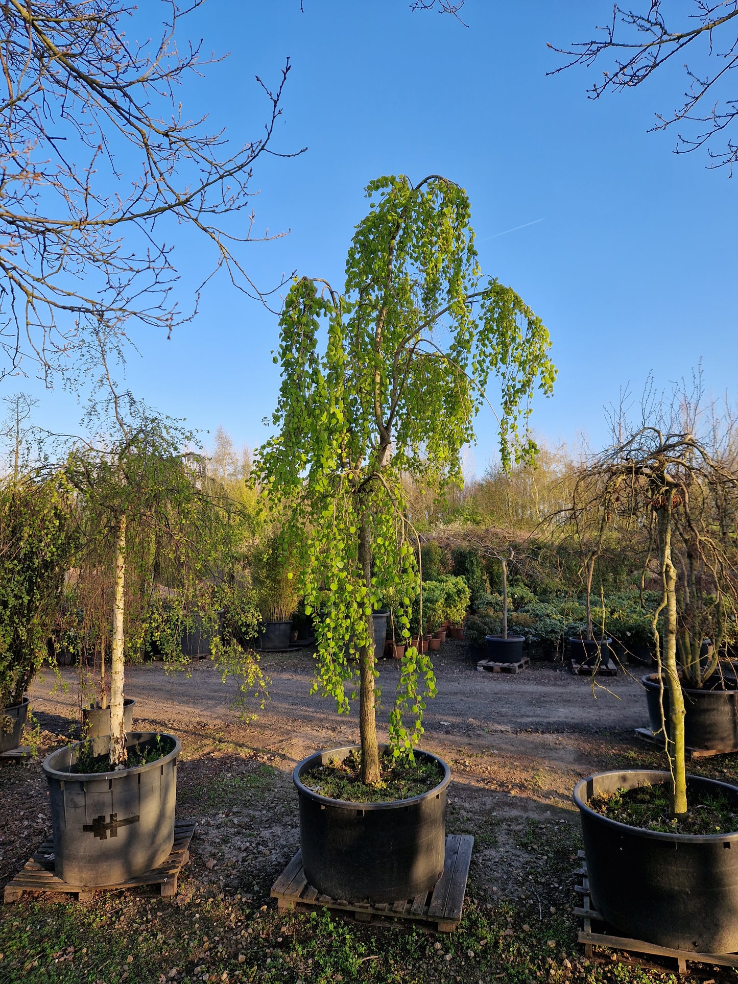 Cercidiphyllum japonicum Pendulum hartjesboom