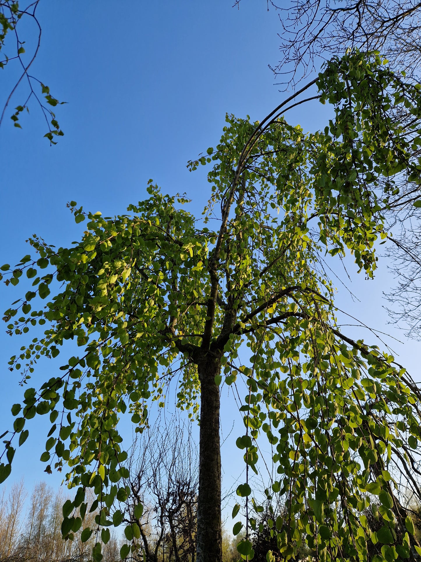 Cercidiphyllum japonicum Pendulum hartjesboom