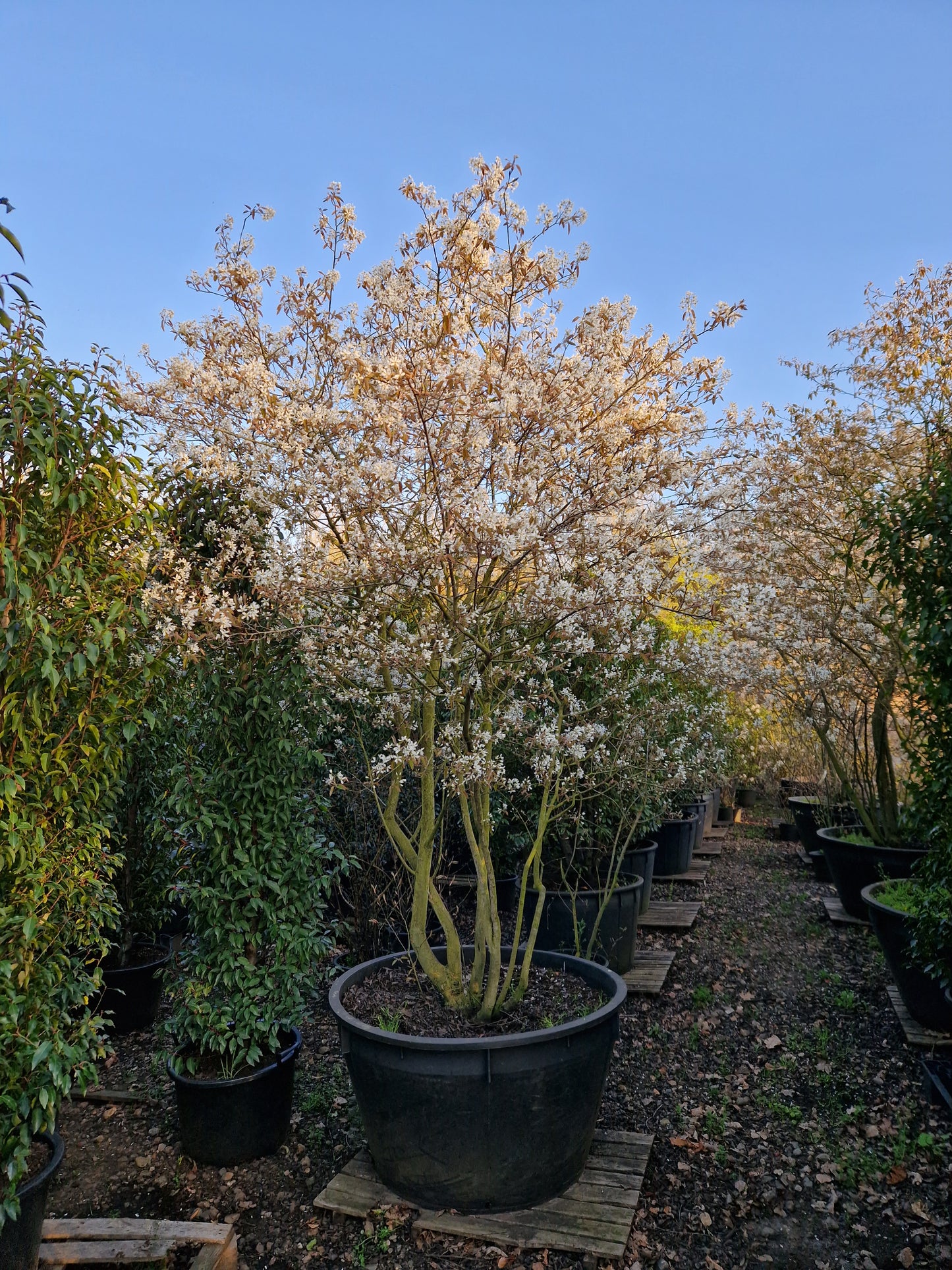 Amenlanchier Lamarckii krentenboom Meerstammig XXL