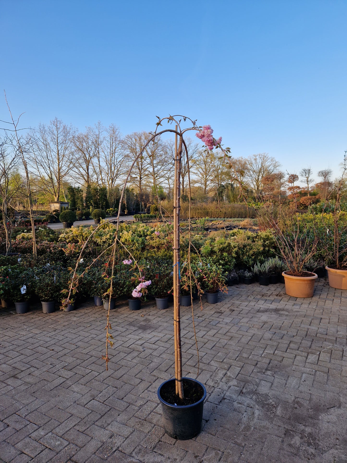 Prunus kiku-shidare Japanse treursierkers