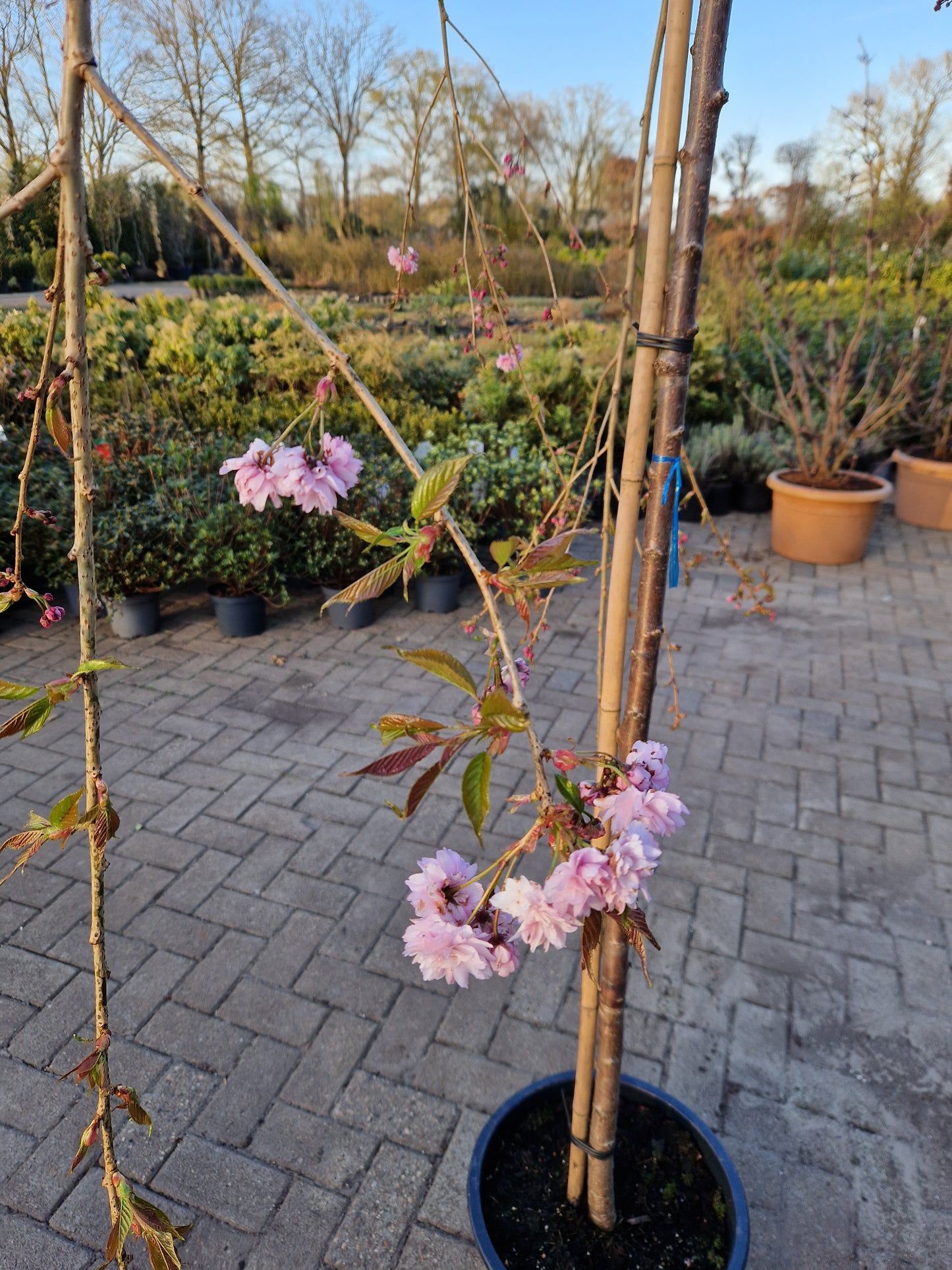Prunus kiku-shidare Japanse treursierkers