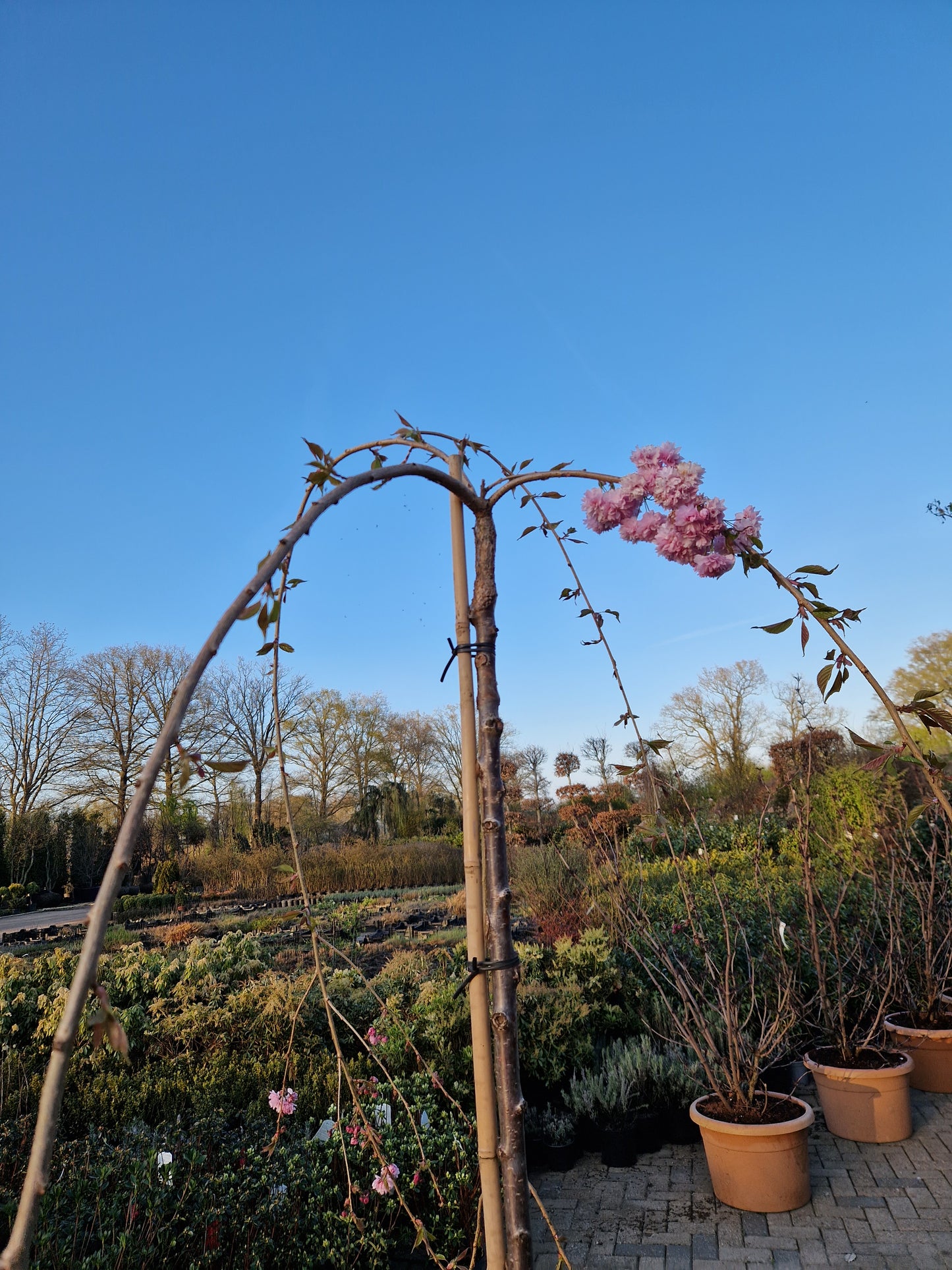 Prunus kiku-shidare Japanse treursierkers