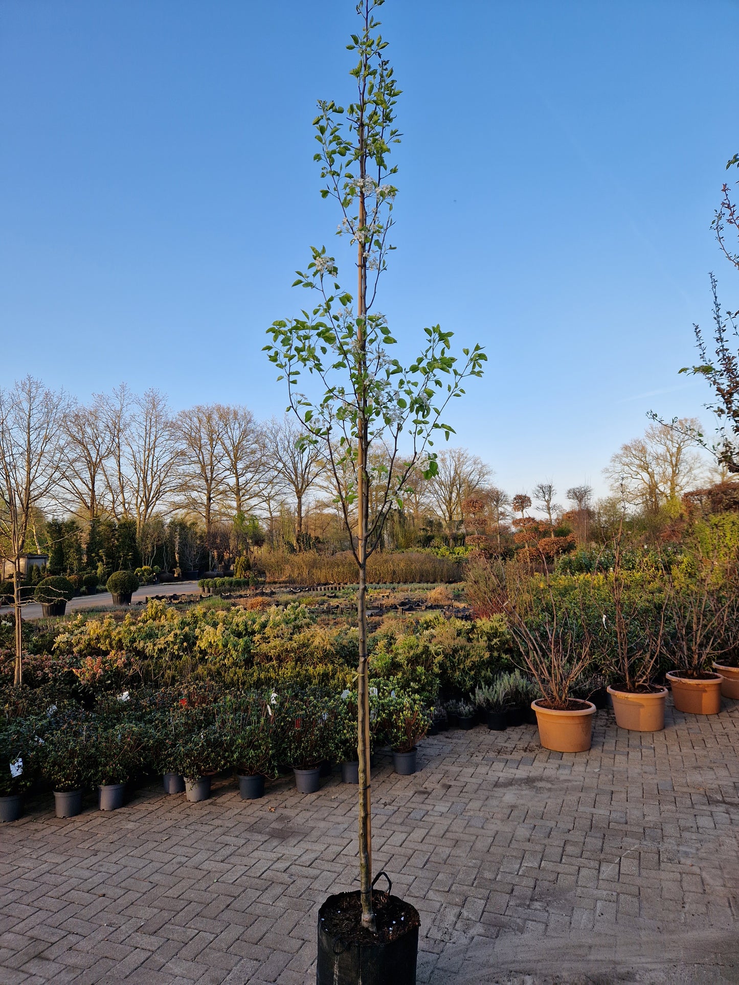 Pyrus chanticleer Sierpeer