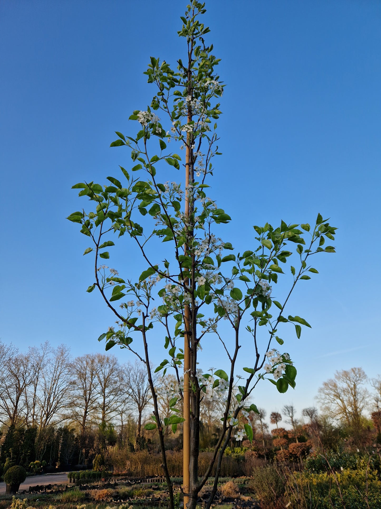 Pyrus chanticleer Sierpeer