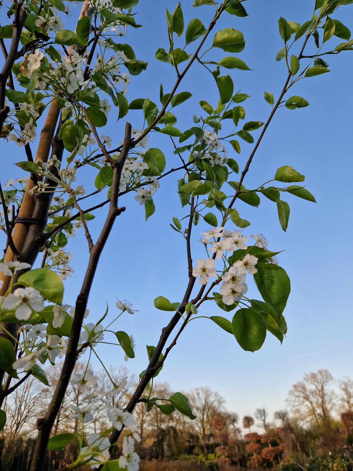 Pyrus chanticleer Sierpeer