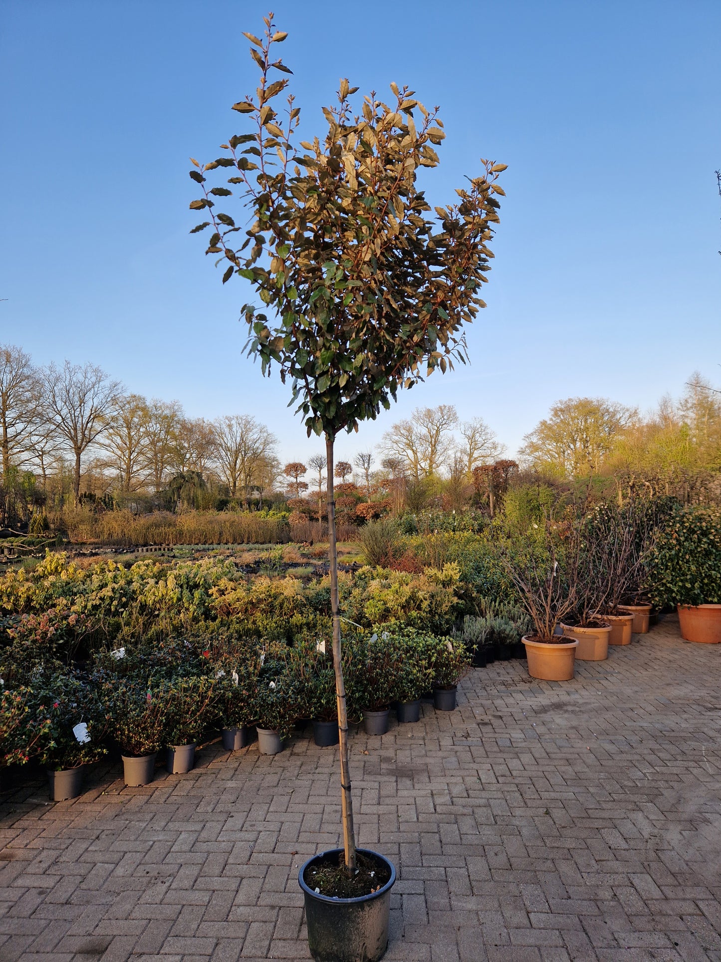 Eleagnus compacta 180cm stam Olijfwilg