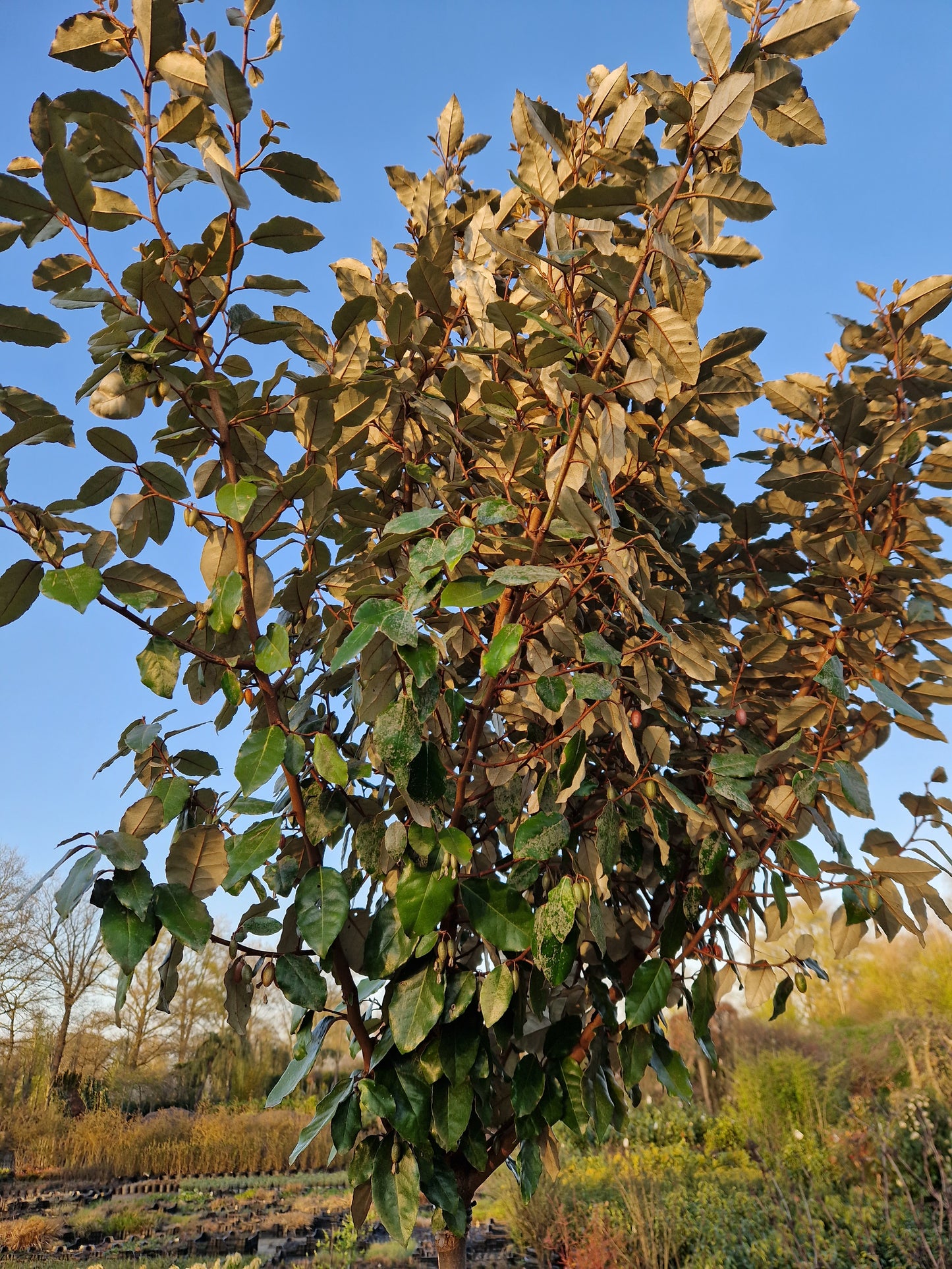 Eleagnus compacta 180cm stam Olijfwilg