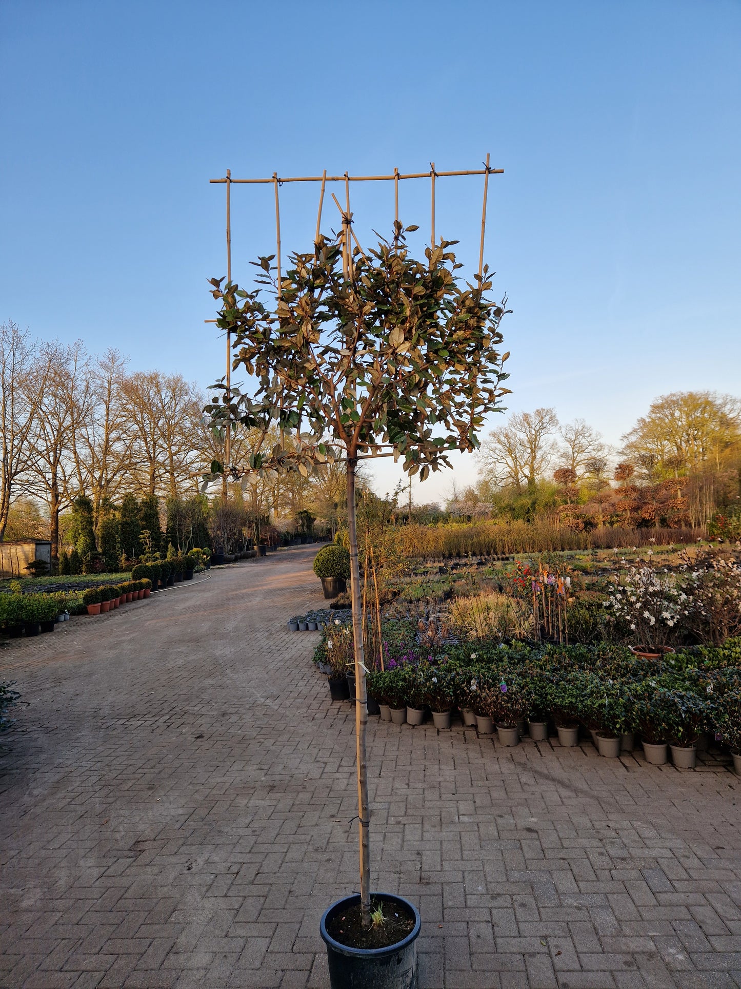 Leiboom Eleagnus compacta Leieleagnus 180cm stam rek 120x120 Olijfwilg
