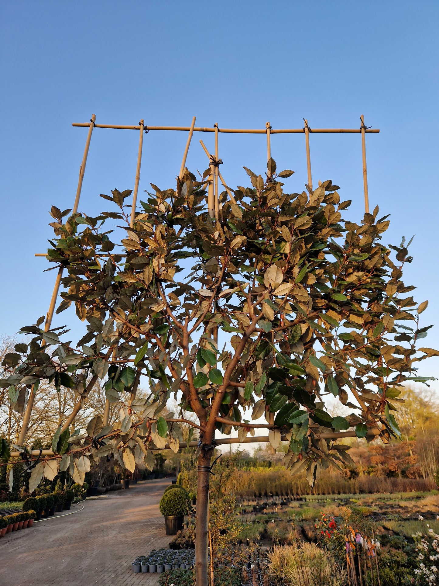 Leiboom Eleagnus compacta Leieleagnus 180cm stam rek 120x120 Olijfwilg