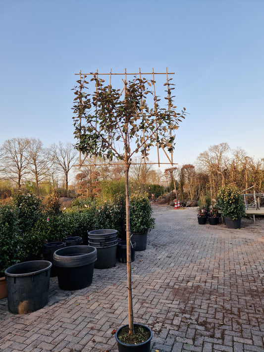 Leiboom Eleagnus compacta Leieleagnus 180cm stam rek 120x120 Olijfwilg