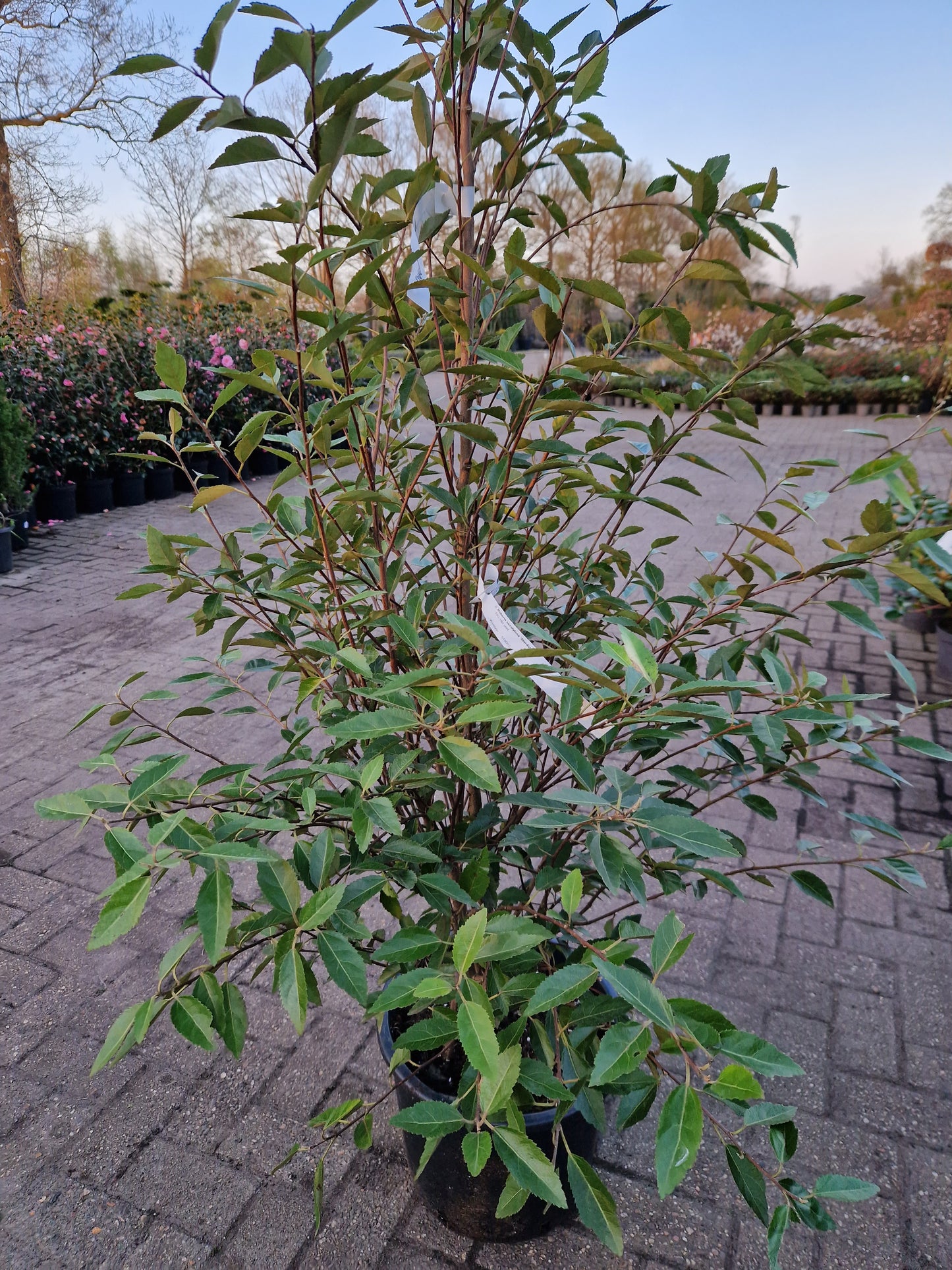 Hoheria sexstylosa Stardust 160-180cm