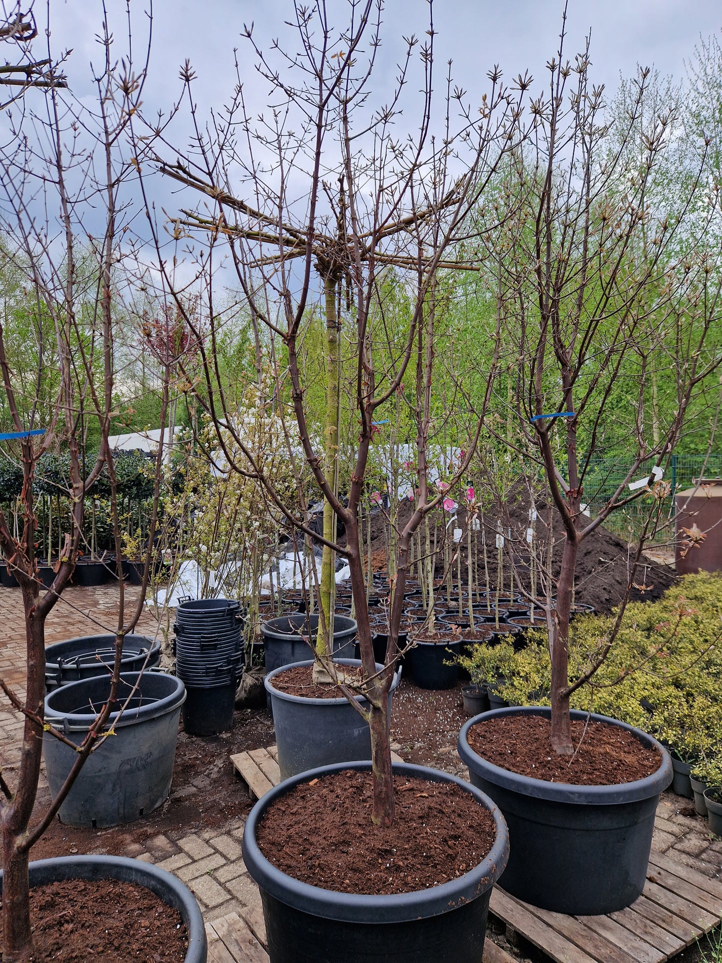 Acer griseum Papieresdoorn XXL 200-250cm