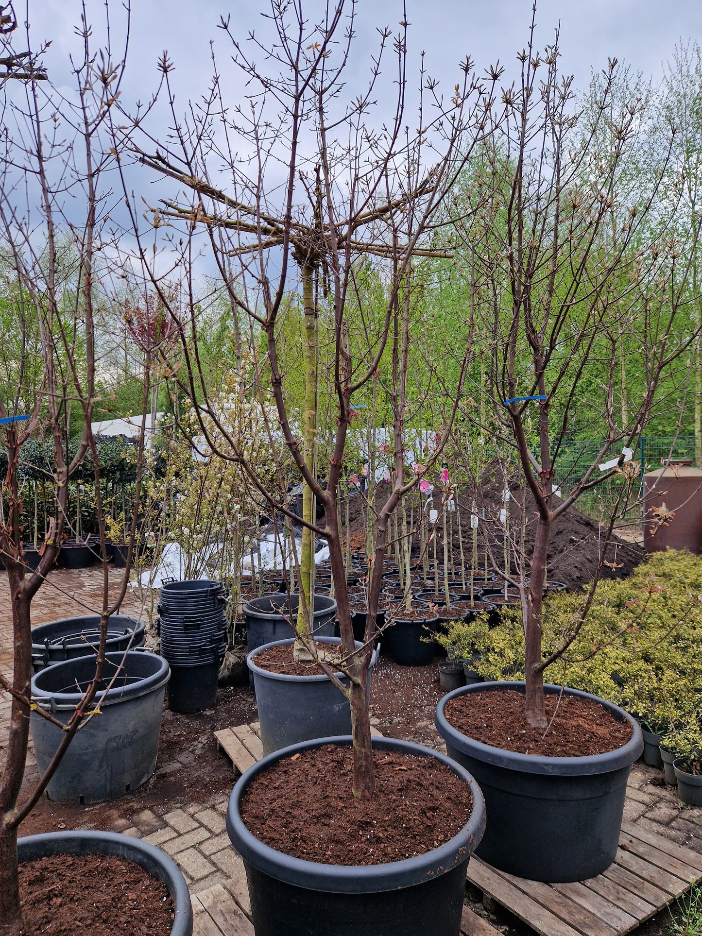Acer griseum Papieresdoorn XXL 200-250cm