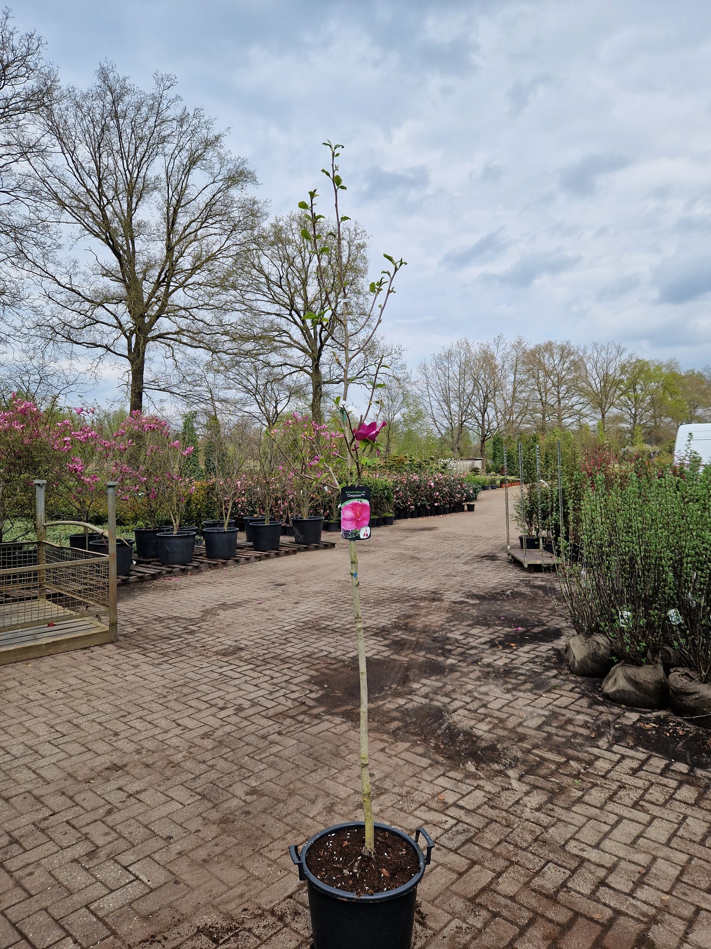 Magnolia Cleopatra beverboom roze/paars