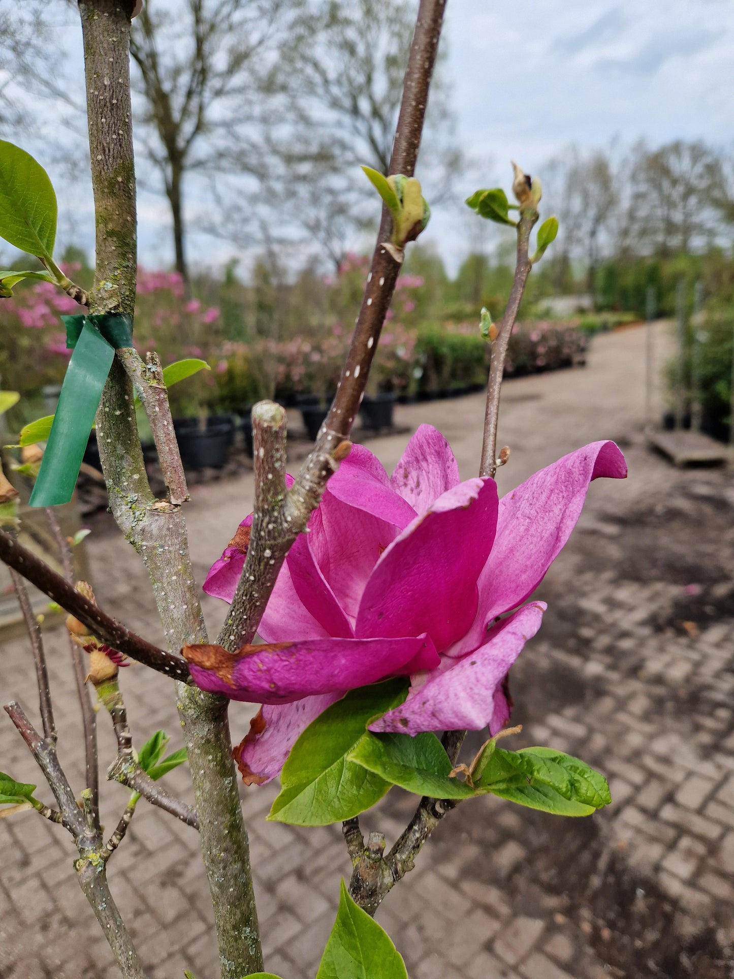 Magnolia Cleopatra beverboom roze/paars