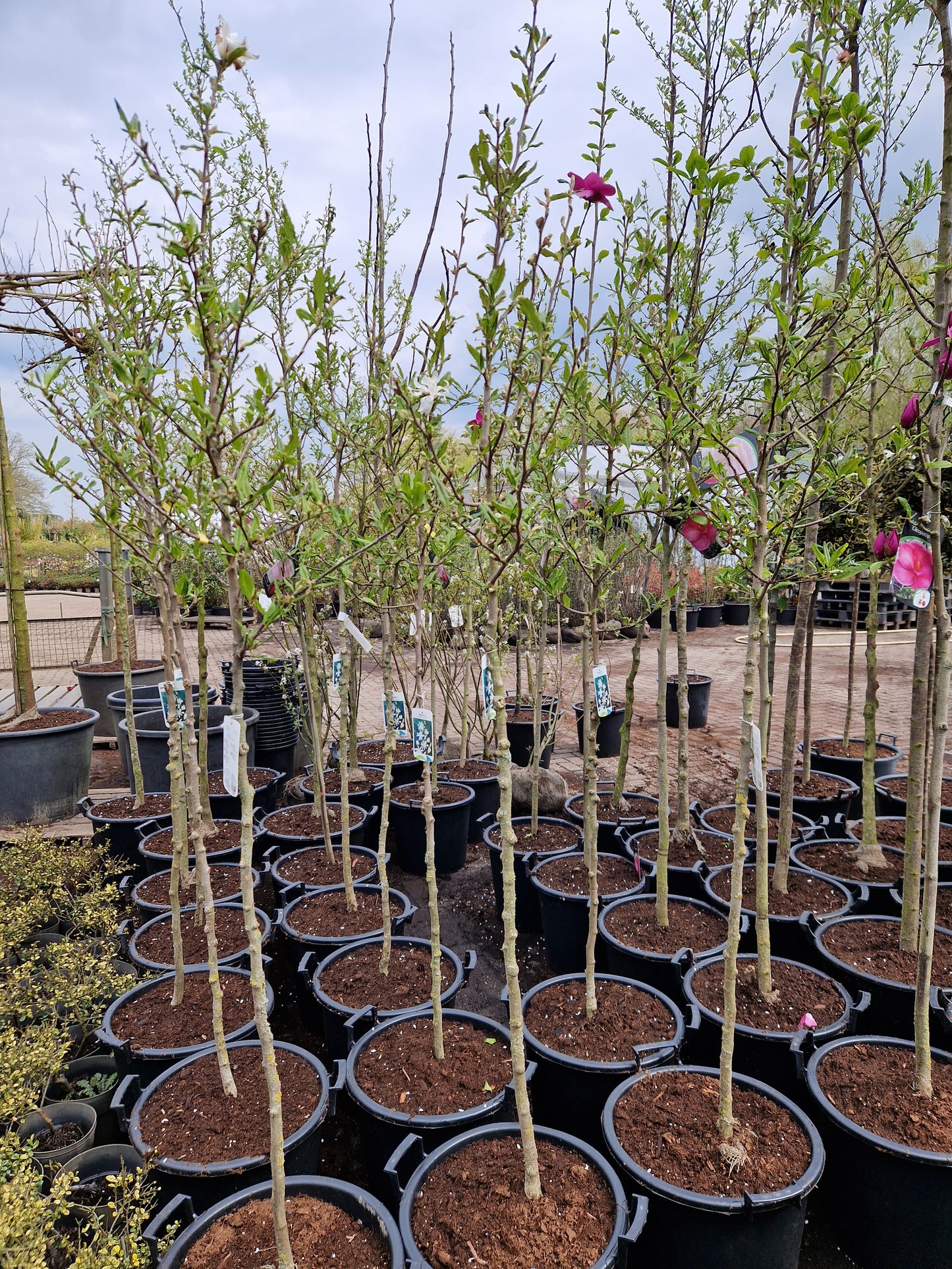 Magnolia stelleta Royal star Wit Beverboom