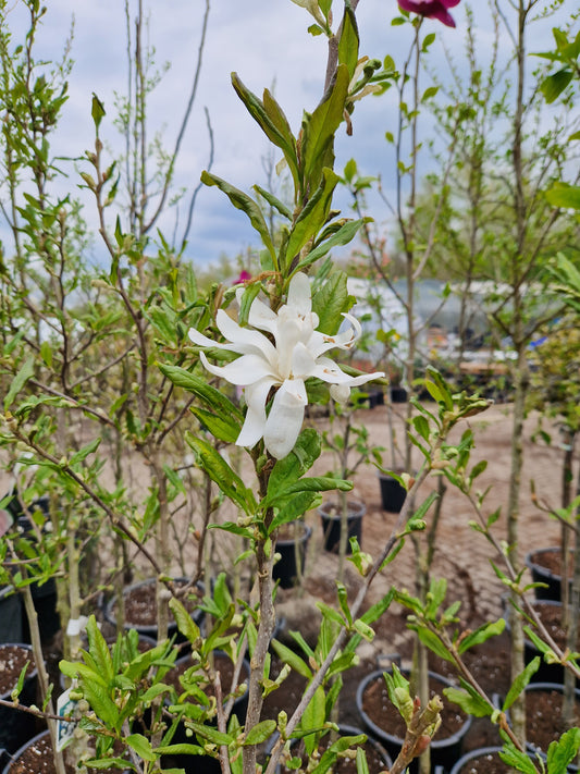 Magnolia stelleta Royal star Wit Beverboom