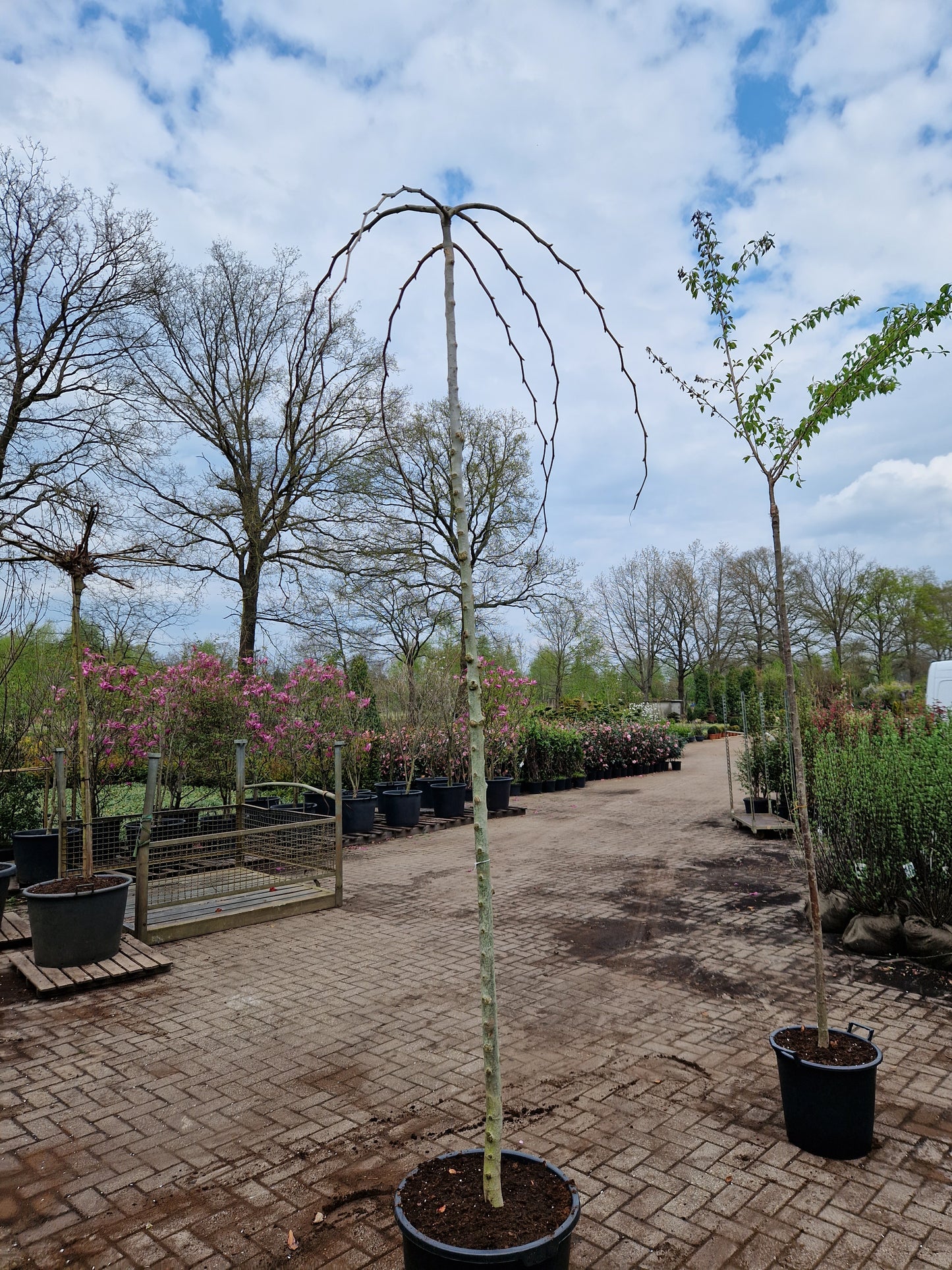 Ulmus camperdownnii Treuriep Hoogstam