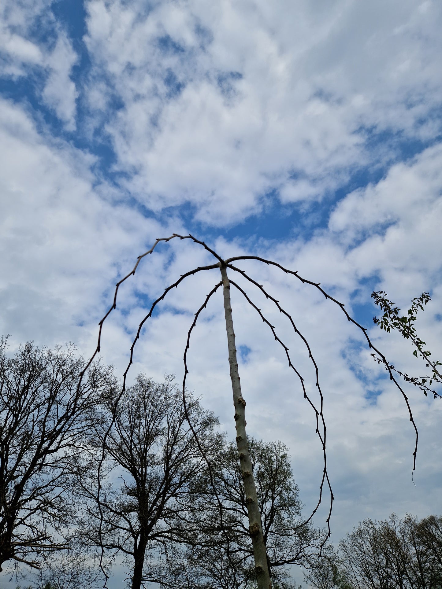 Ulmus camperdownnii Treuriep Hoogstam