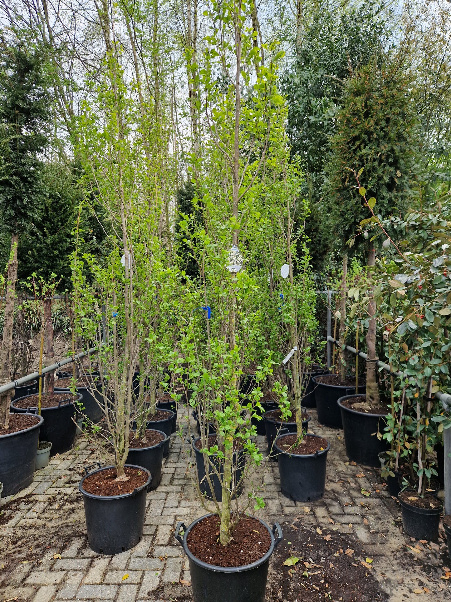 Styrax Japonicus June Snow Storaxboom Wit