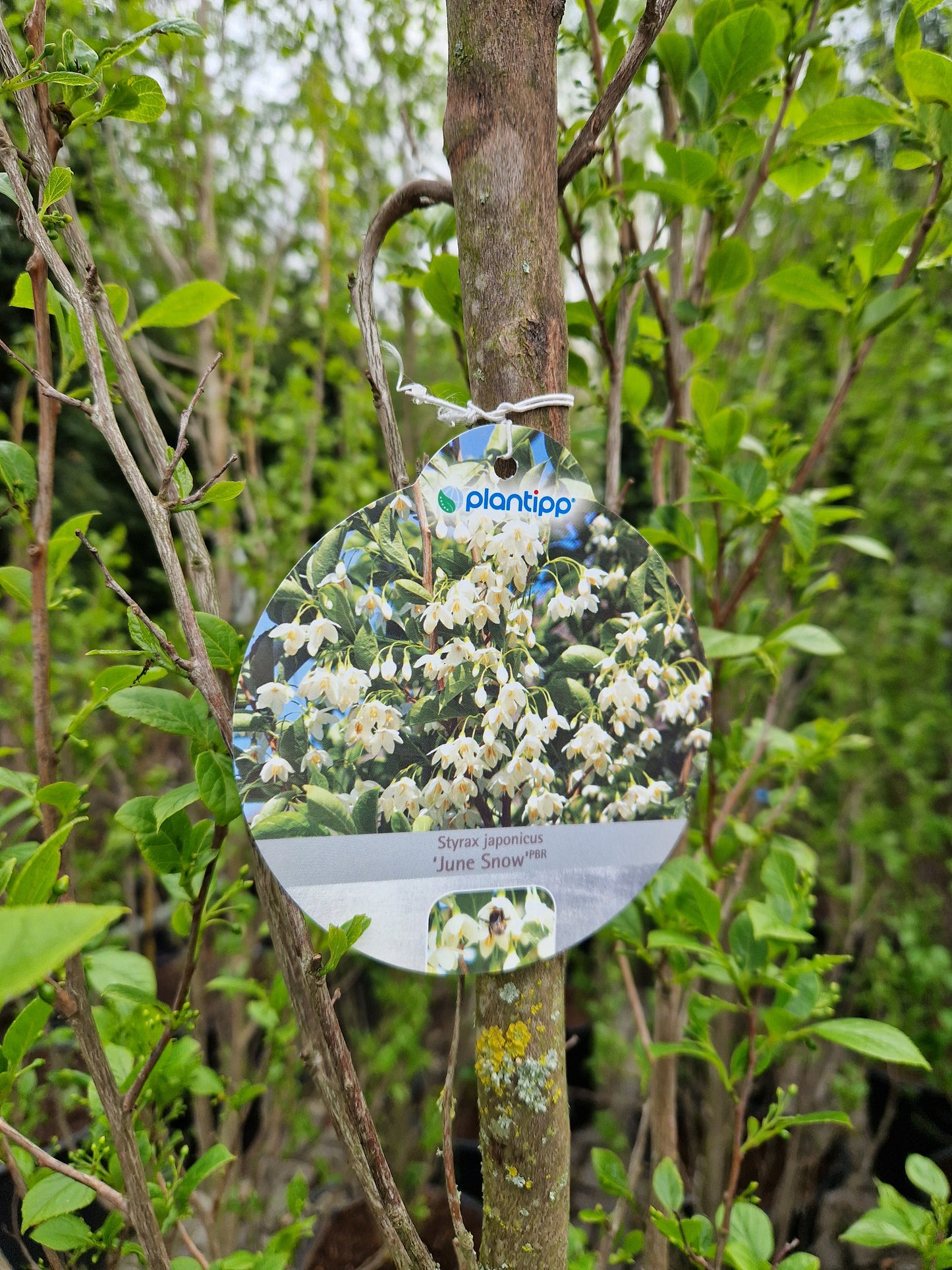 Styrax Japonicus June Snow Storaxboom Wit