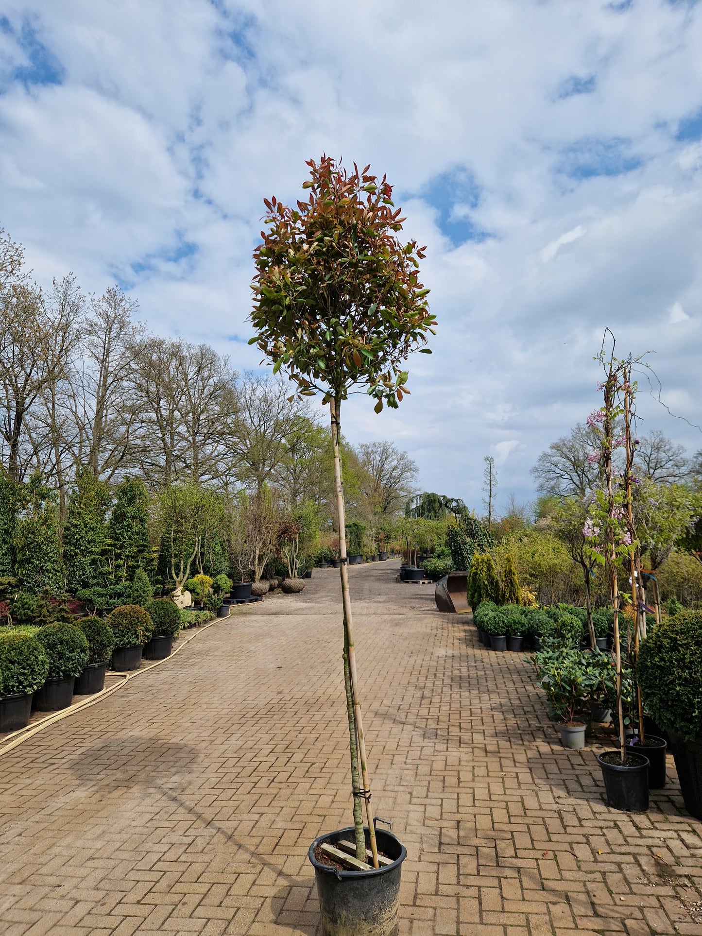 Photinia Fraseri Red robin hoogstam 180-200cm glansmispel